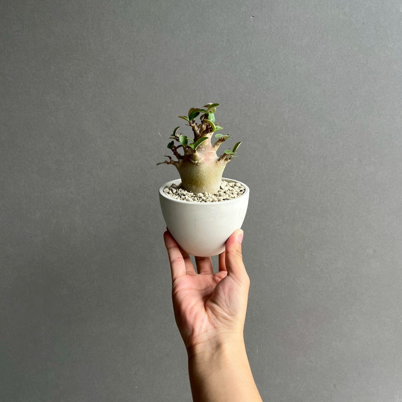 アデニウム アラビカム ブラック ドワーフ｜Adenium 塊根植物