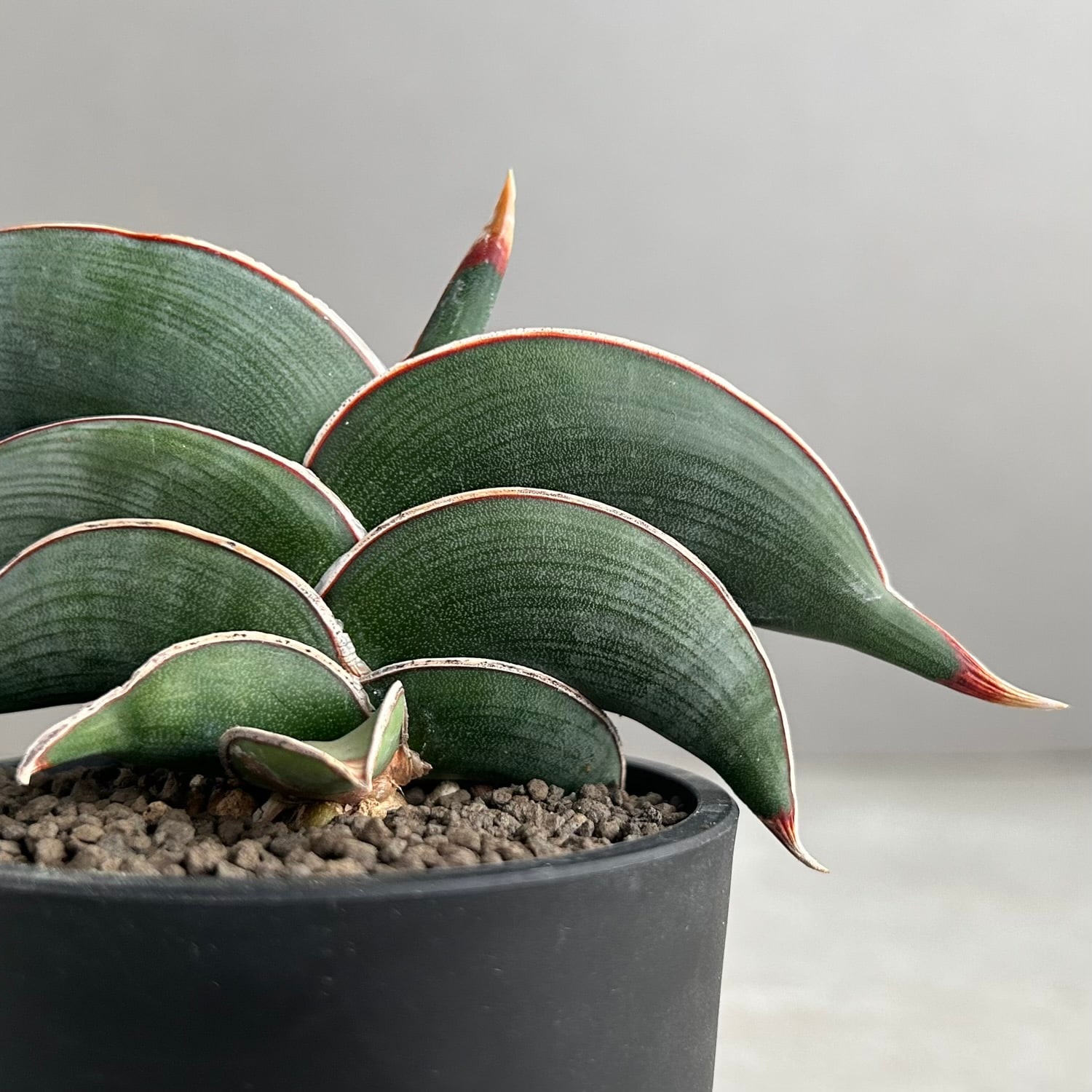サンセベリア ロリダ｜King Of Sansevieriaと称される人気の希少種