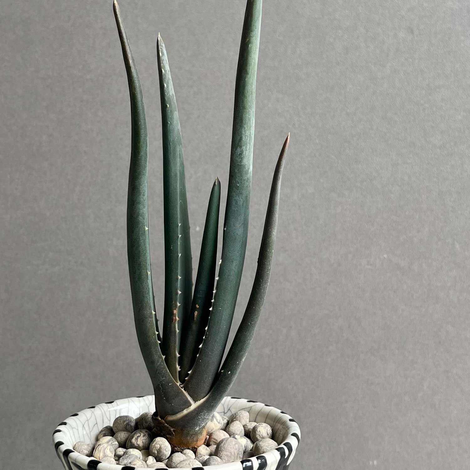 アロエ スザンナエ Aloe suzannae ツリーアロエ 多肉植物 マダガスカル