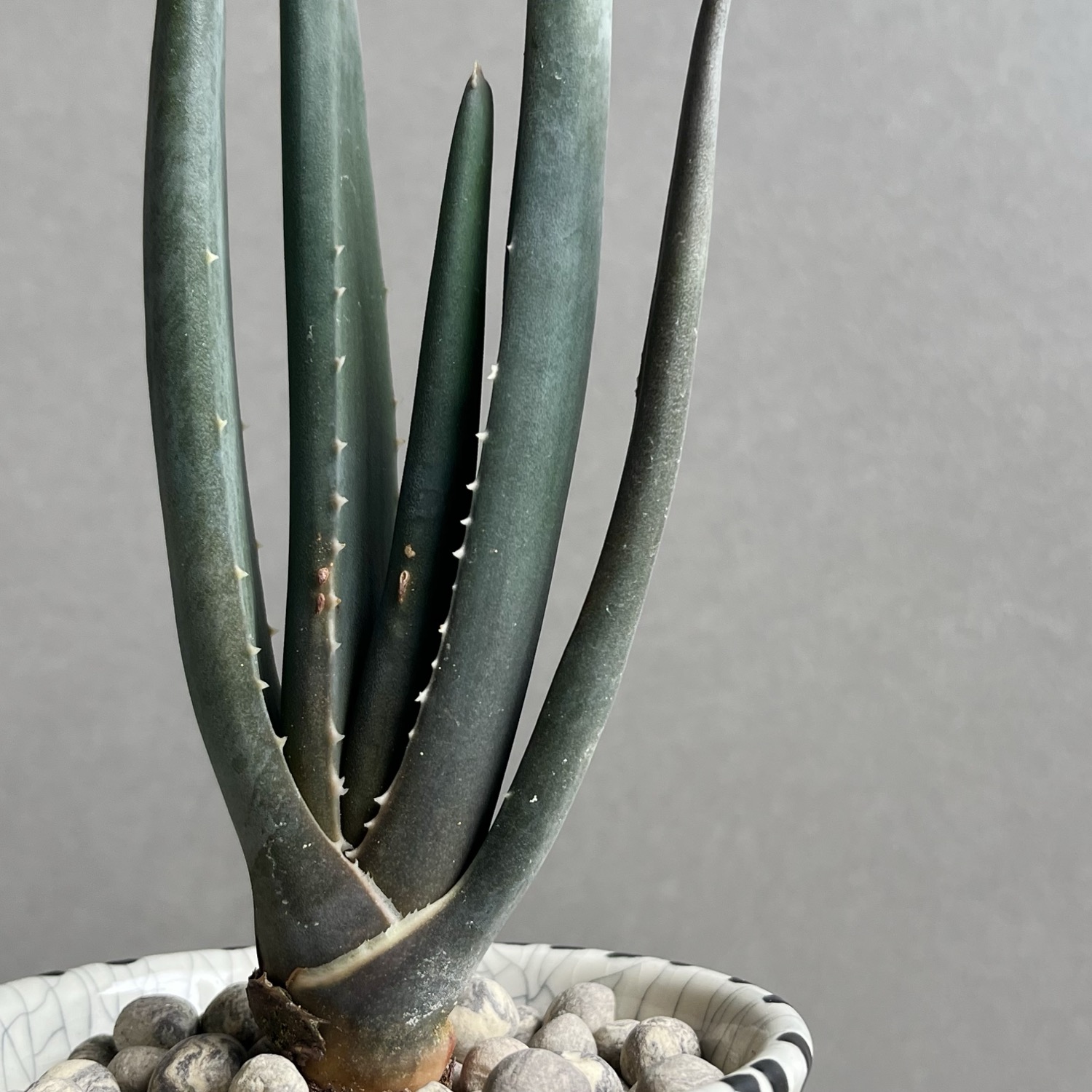 アロエ スザンナエ Aloe suzannae ツリーアロエ 多肉植物 マダガスカル