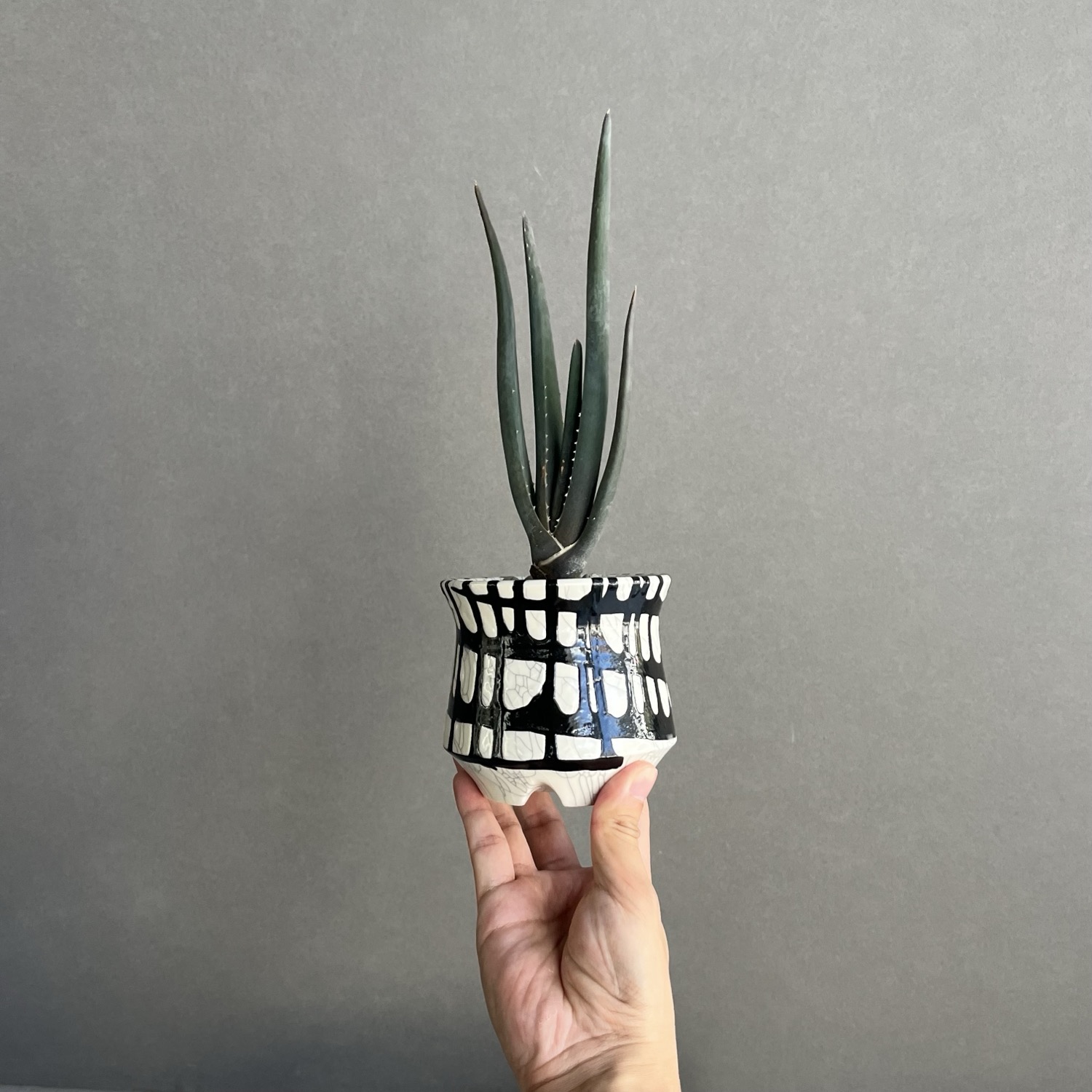 アロエ スザンナエ Aloe suzannae ツリーアロエ 多肉植物 マダガスカル