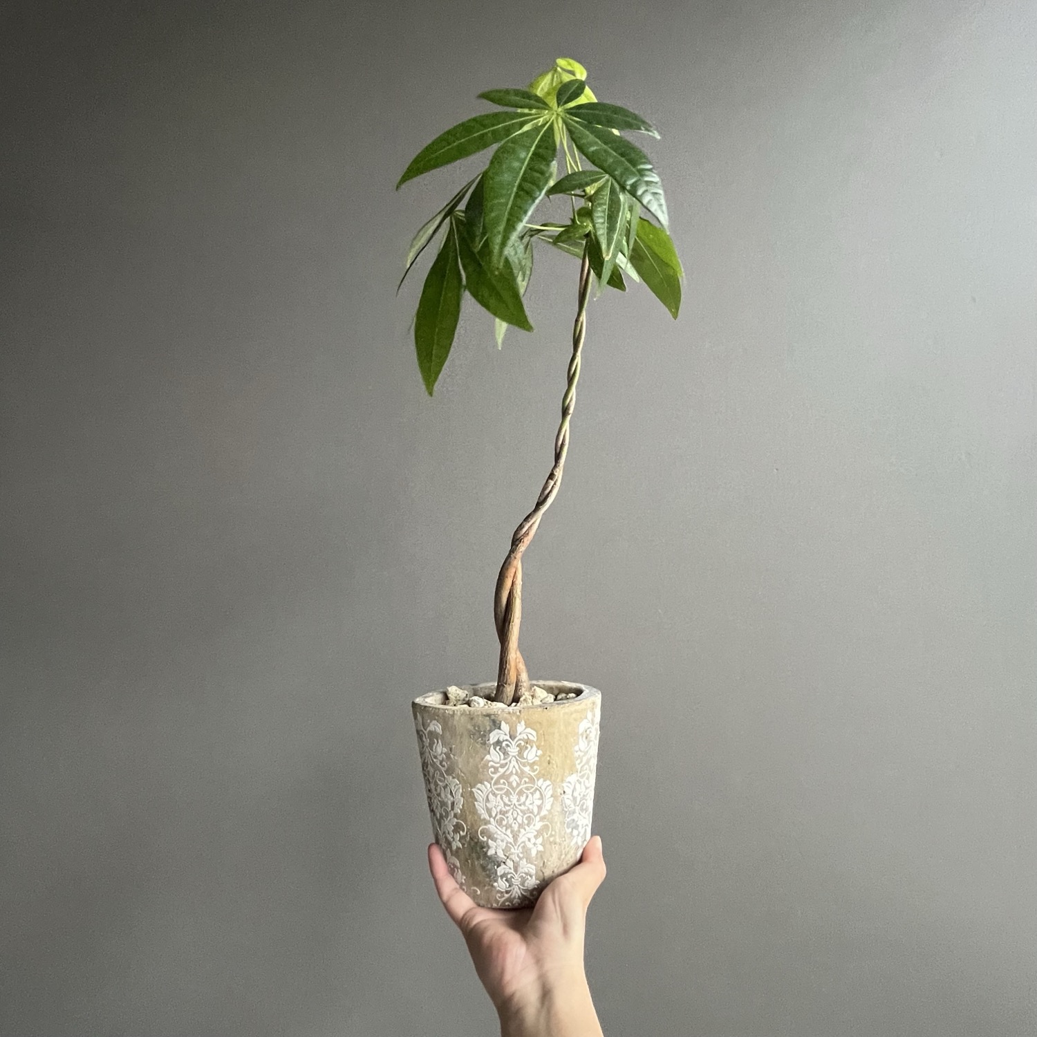 パキラ ツイスト Pachira Twist 観葉植物｜インテリアグリーン 人気