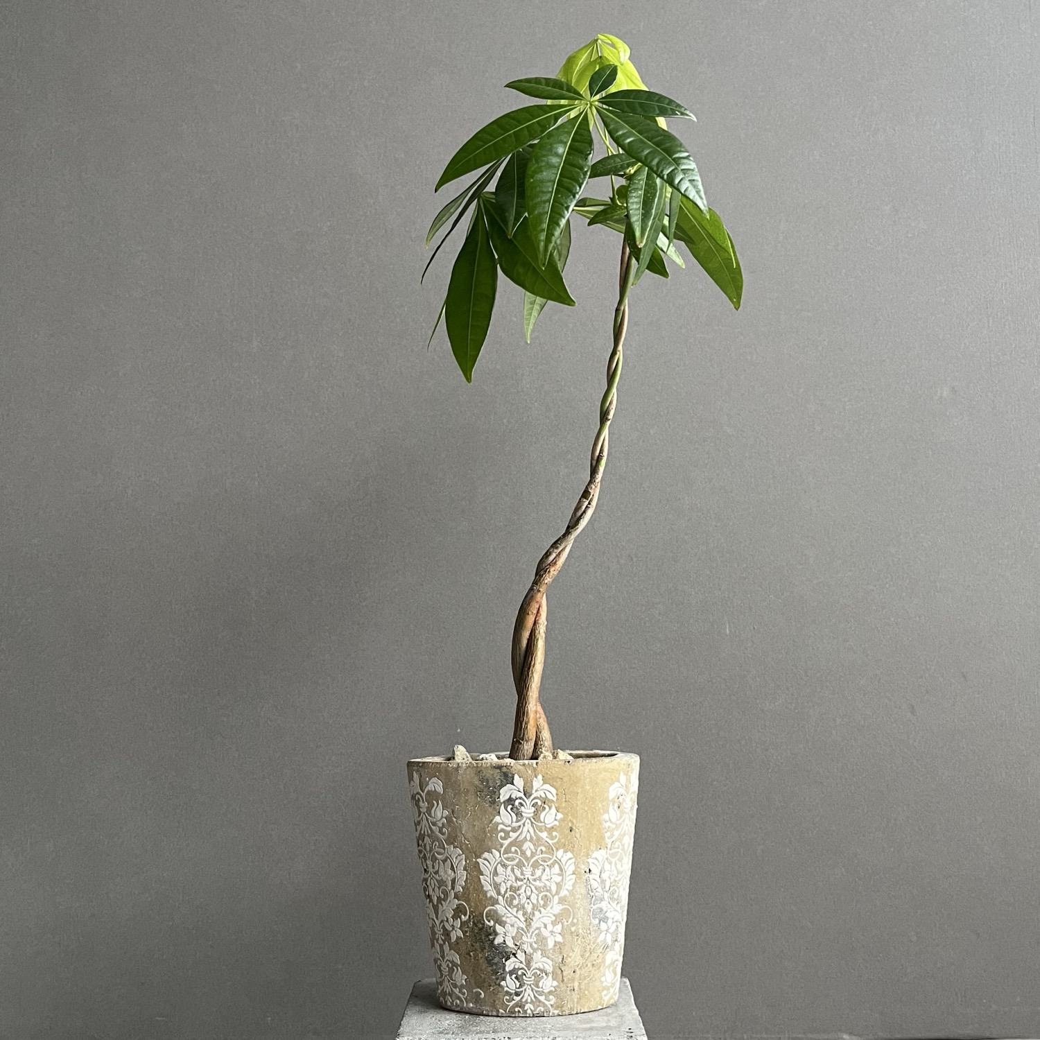 パキラ ツイスト Pachira Twist 観葉植物｜インテリアグリーン 人気
