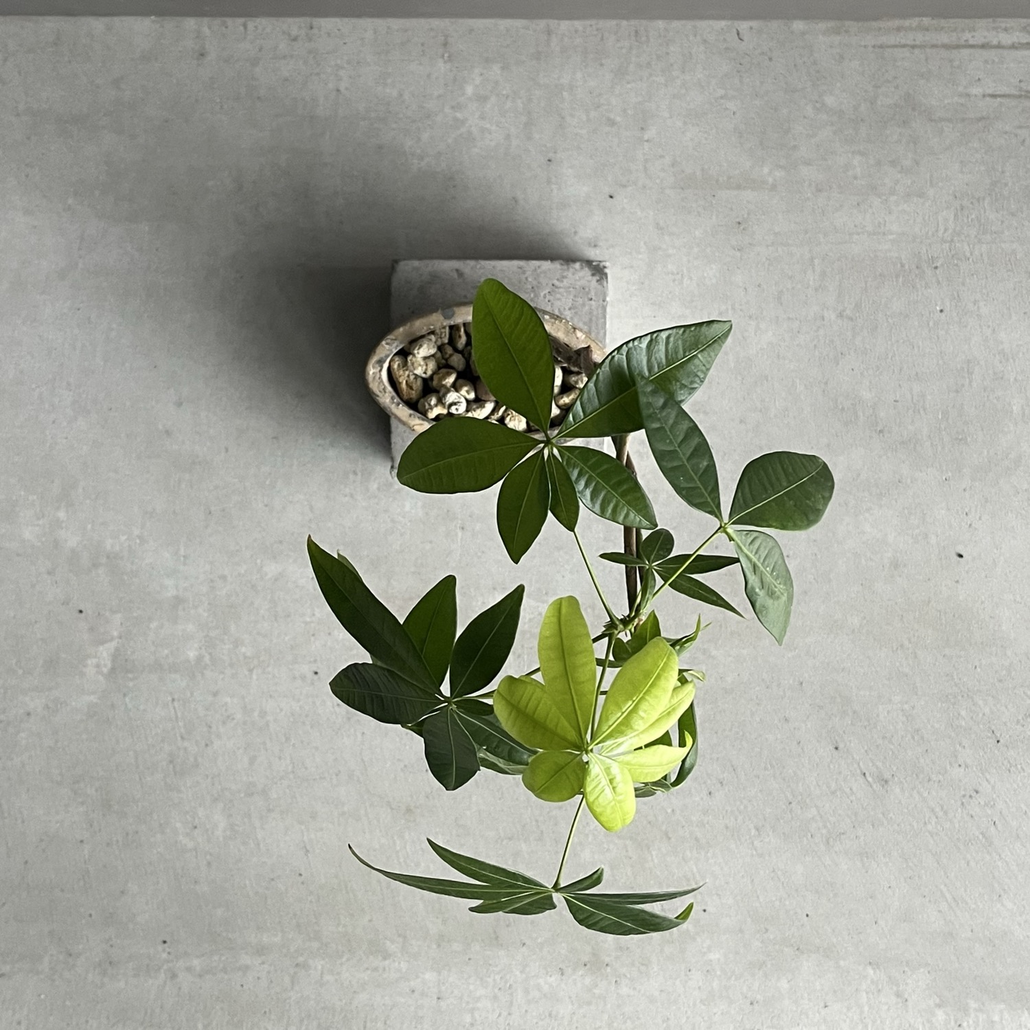 パキラ ツイスト Pachira Twist 観葉植物｜インテリアグリーン 人気