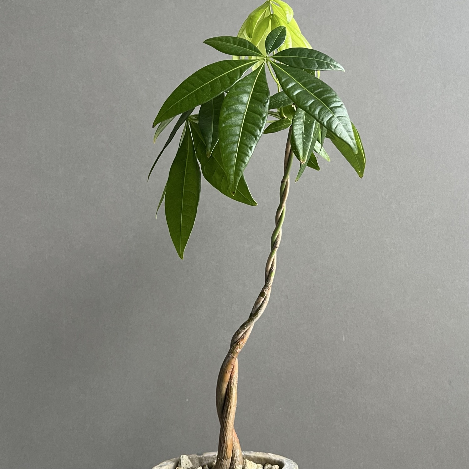 パキラ ツイスト Pachira Twist 観葉植物｜インテリアグリーン 人気