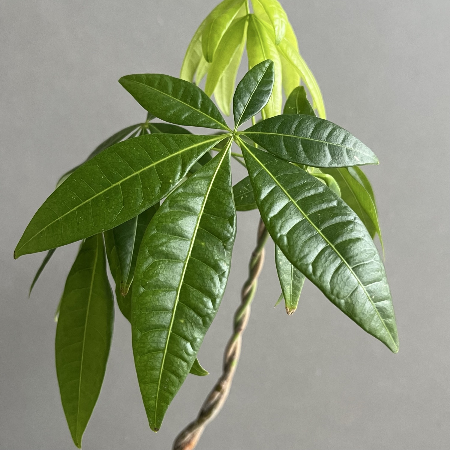パキラ ツイスト Pachira Twist 観葉植物｜インテリアグリーン 人気