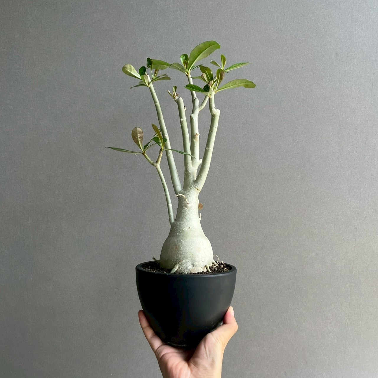 アデニウム オベスム 選抜個体｜Adenium obesum 塊根植物 コーデックス