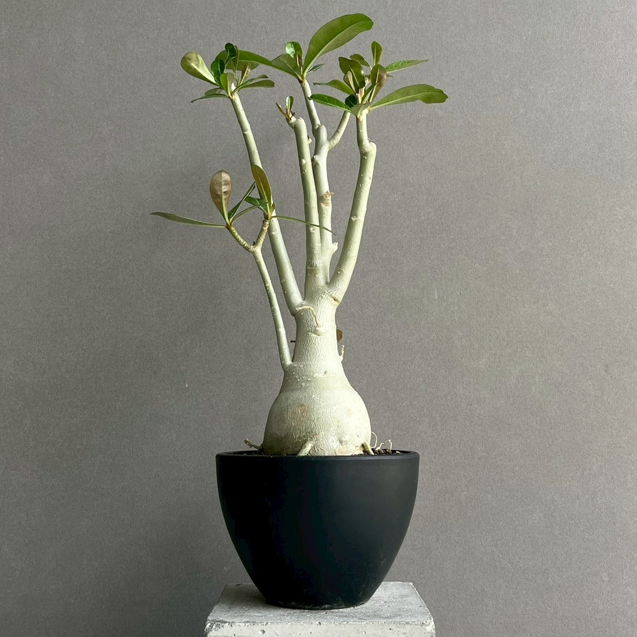 アデニウム オベスム 選抜個体｜Adenium obesum 塊根植物 コーデックス