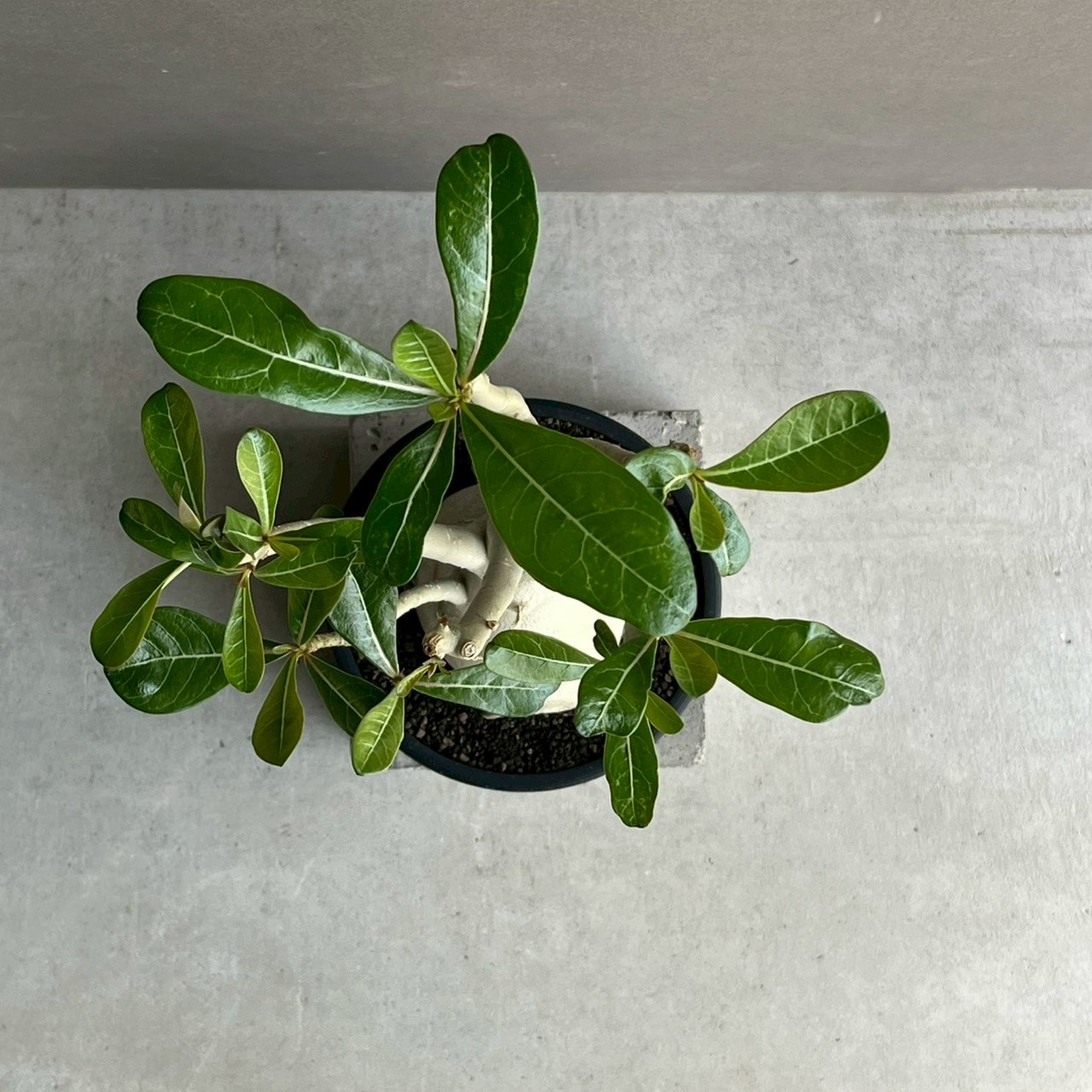 アデニウム オベスム 選抜個体｜Adenium obesum 塊根植物 コーデックス