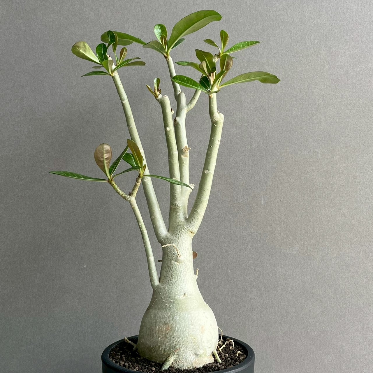 アデニウム オベスム 選抜個体｜Adenium obesum 塊根植物 コーデックス