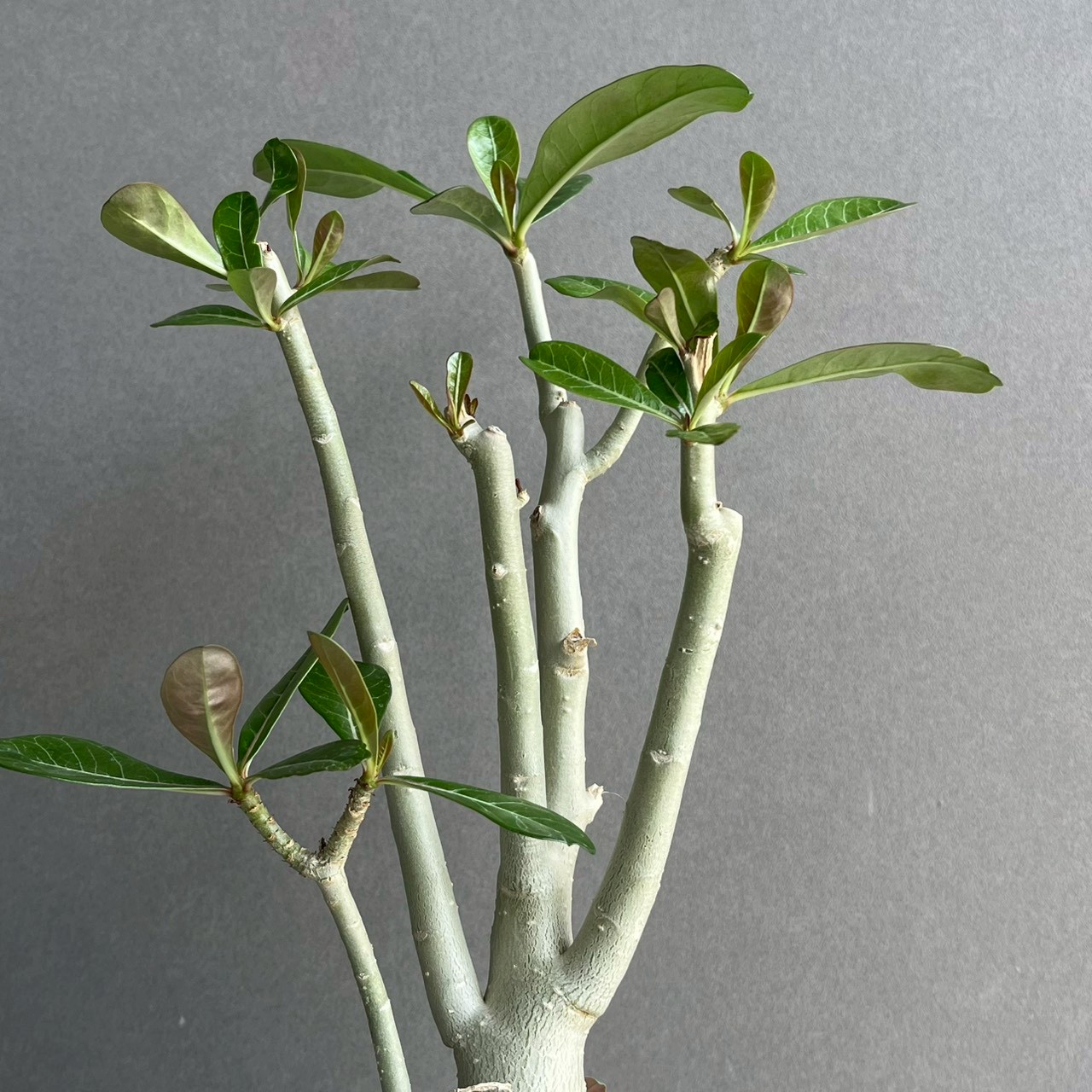 アデニウム オベスム 選抜個体｜Adenium obesum 塊根植物 コーデックス