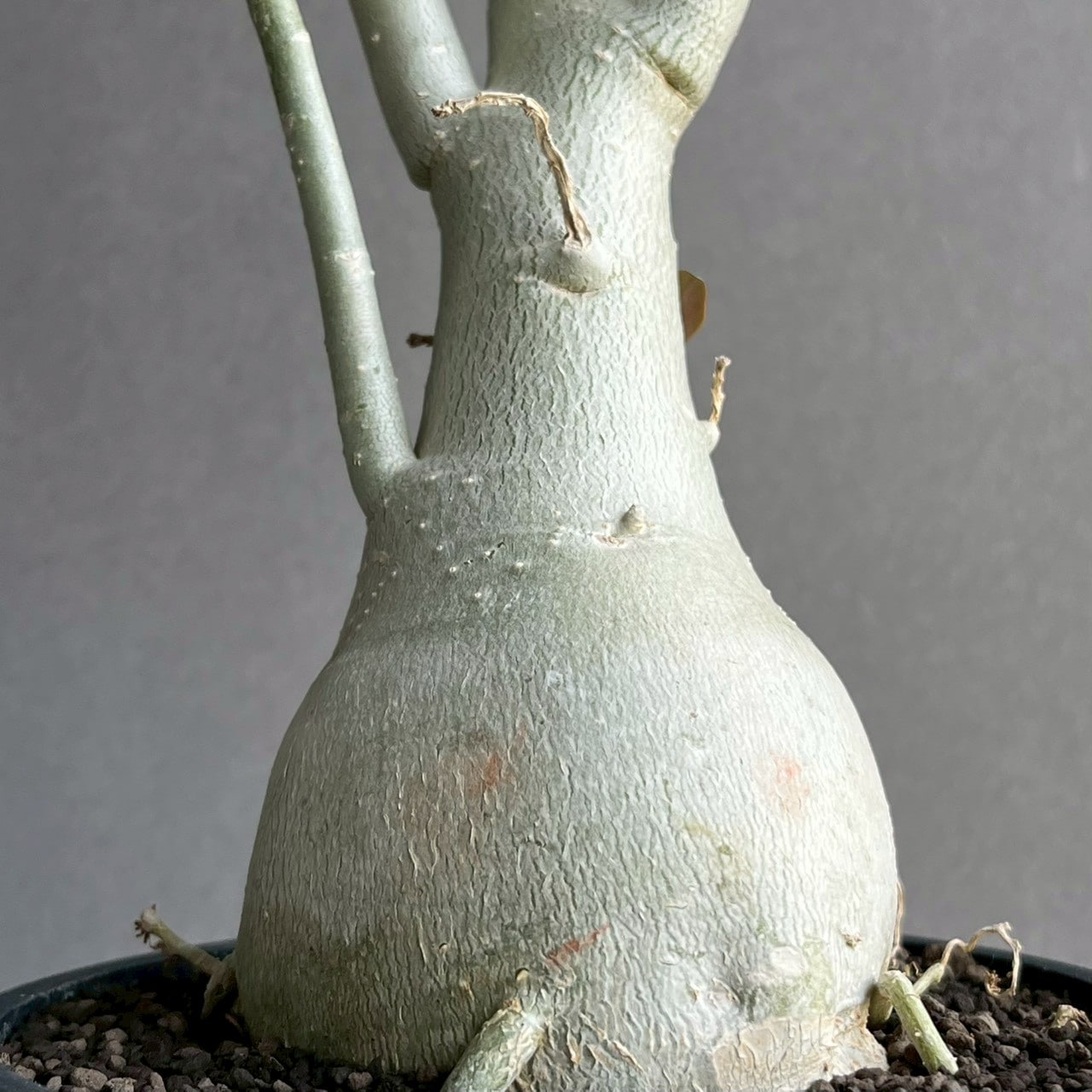 アデニウム オベスム 選抜個体｜Adenium obesum 塊根植物 コーデックス