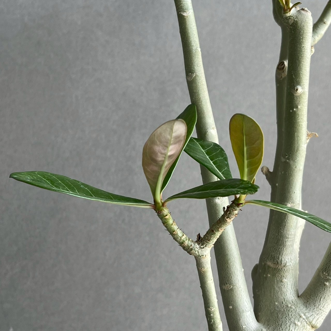 アデニウム オベスム 選抜個体｜Adenium obesum 塊根植物 コーデックス