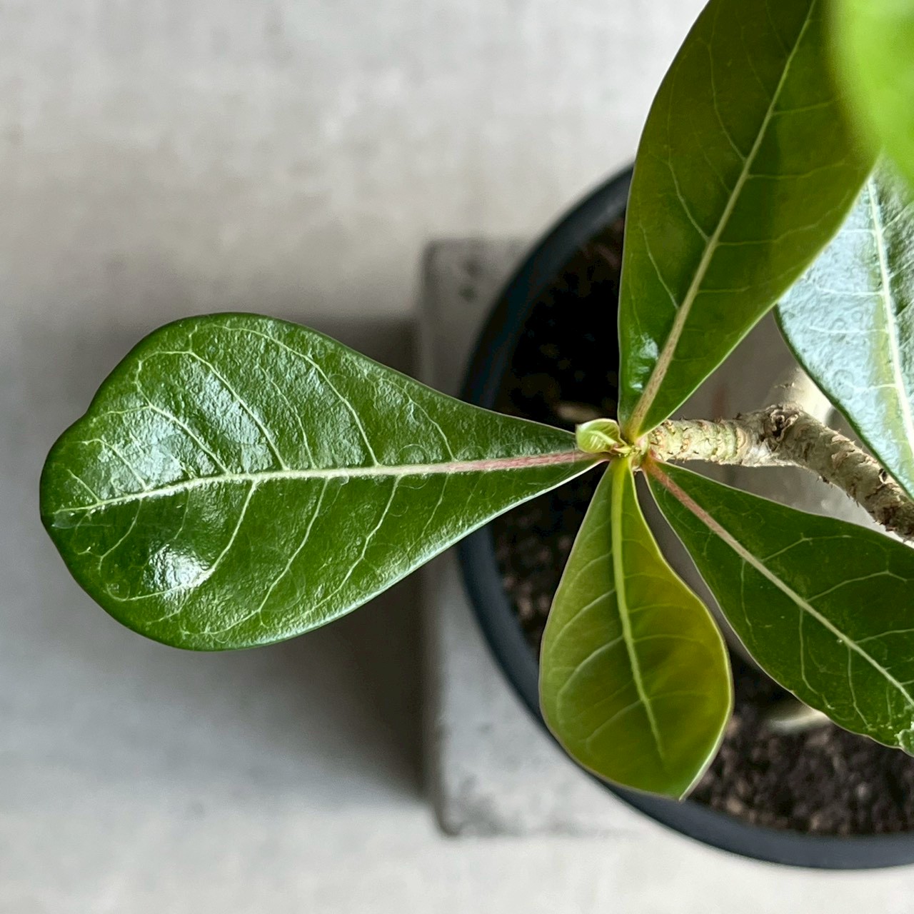 アデニウム オベスム 選抜個体｜Adenium obesum 塊根植物 コーデックス