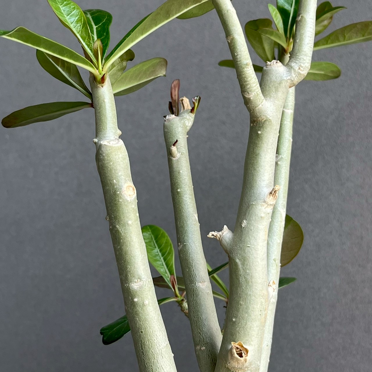 アデニウム オベスム 選抜個体｜Adenium obesum 塊根植物 コーデックス