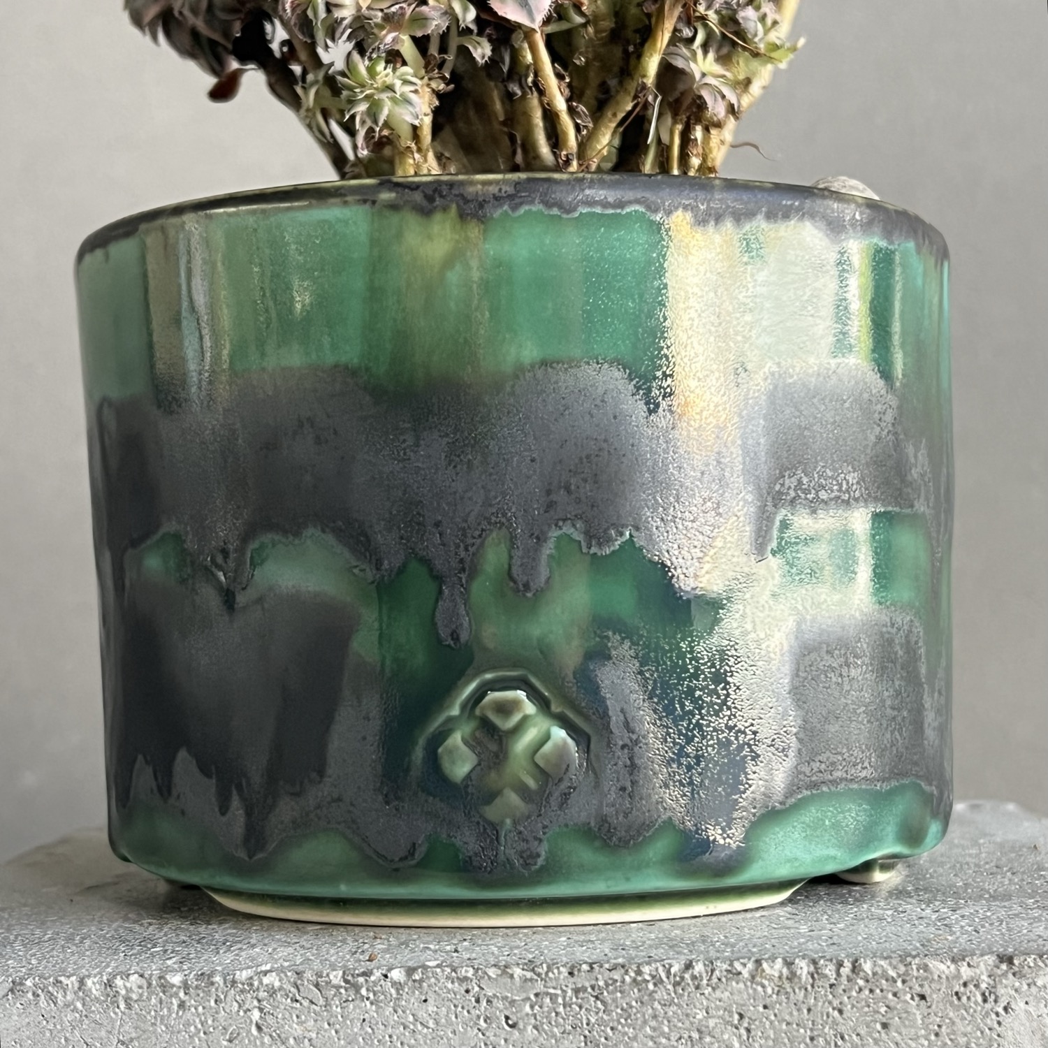 アエオニウム “サンバースト” 綴化+YON-HACHI/Aeonium urbicum “Sunburst”