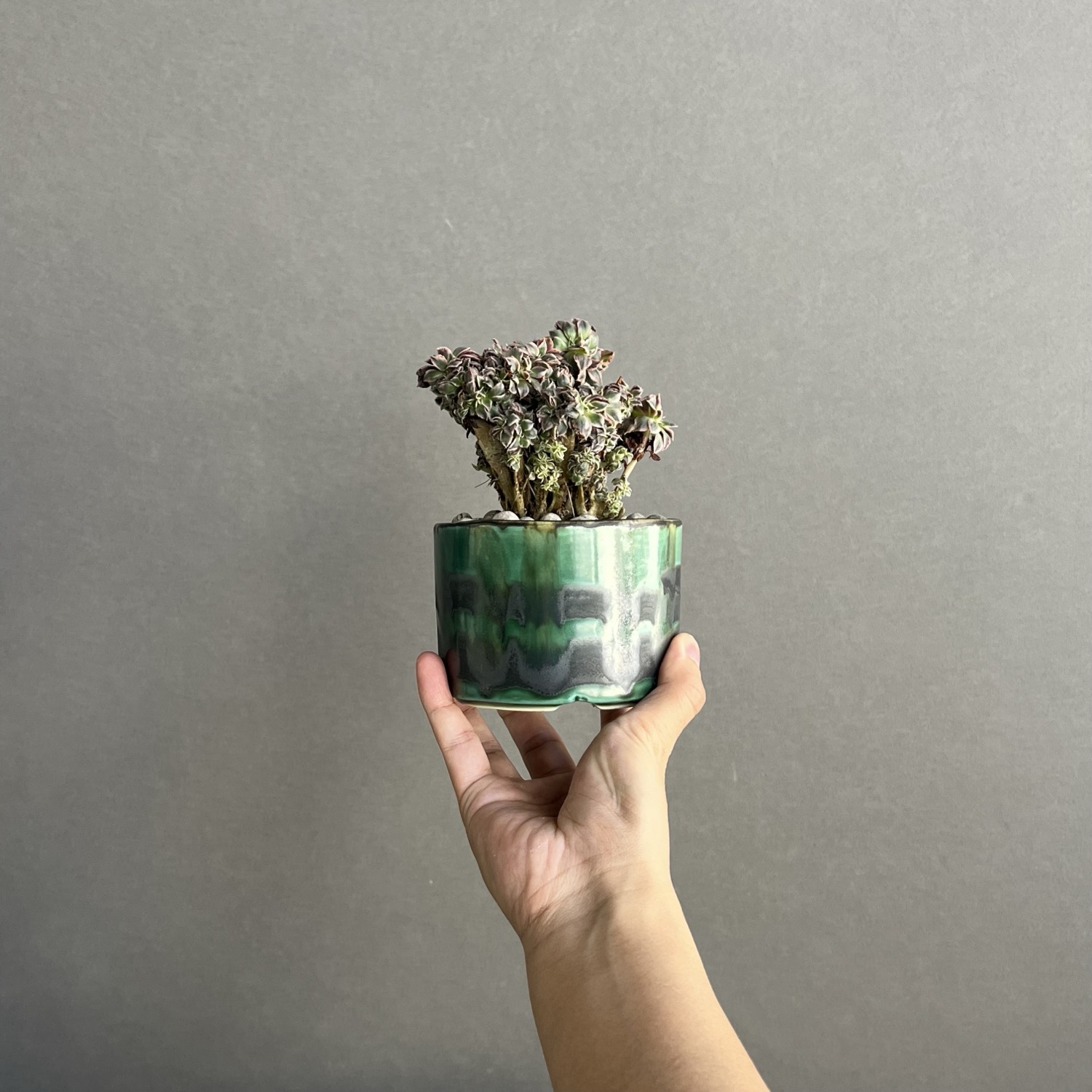 アエオニウム “サンバースト” 綴化+YON-HACHI/Aeonium urbicum “Sunburst”