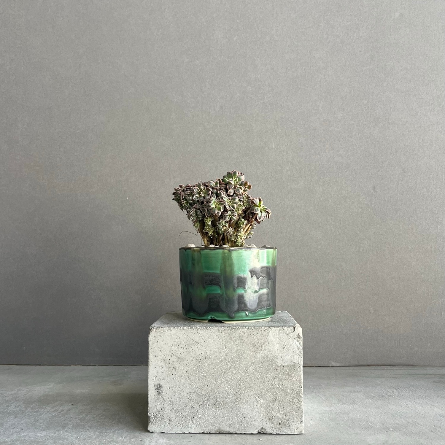 アエオニウム “サンバースト” 綴化+YON-HACHI/Aeonium urbicum “Sunburst”