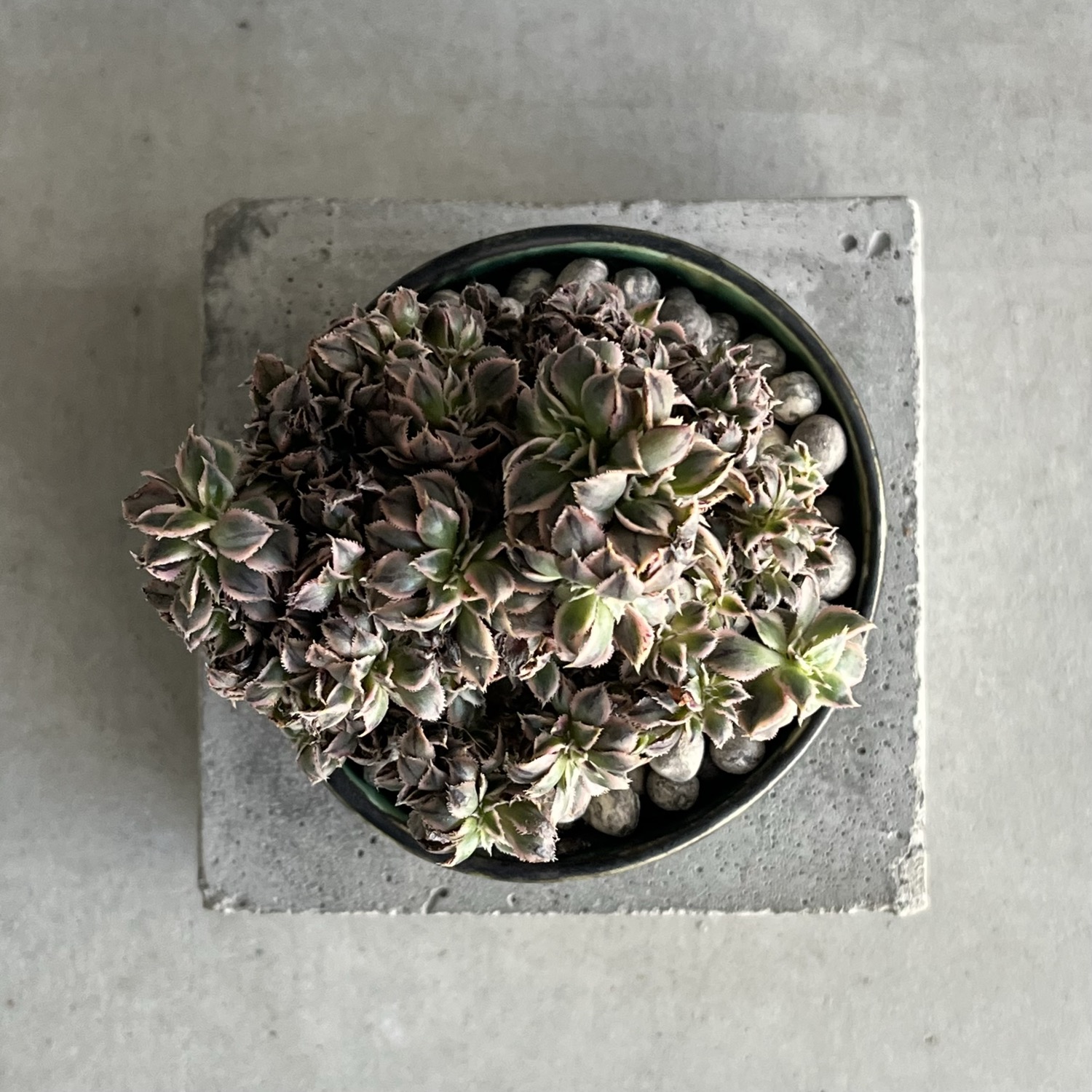 アエオニウム “サンバースト” 綴化+YON-HACHI/Aeonium urbicum “Sunburst”