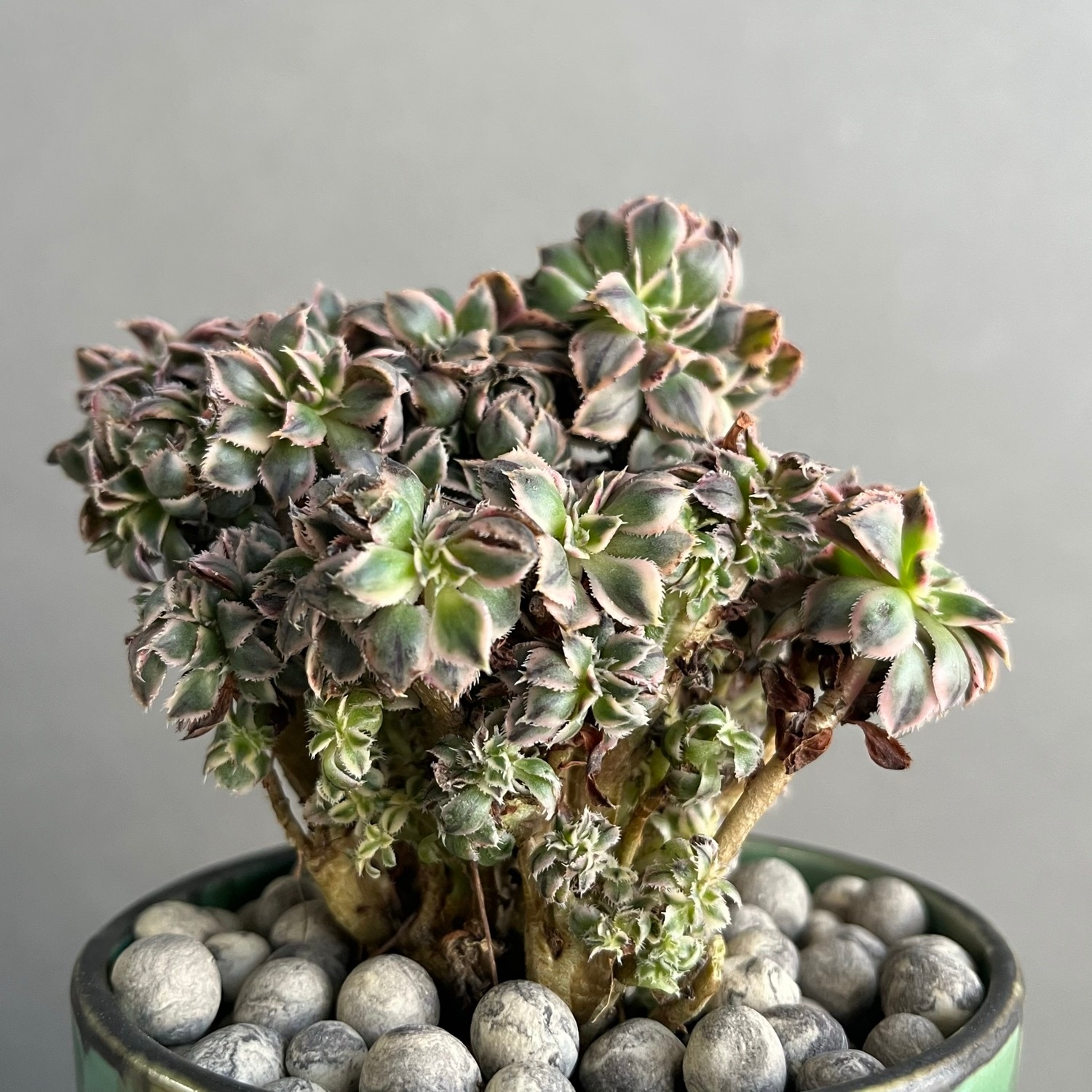 アエオニウム “サンバースト” 綴化+YON-HACHI/Aeonium urbicum “Sunburst”