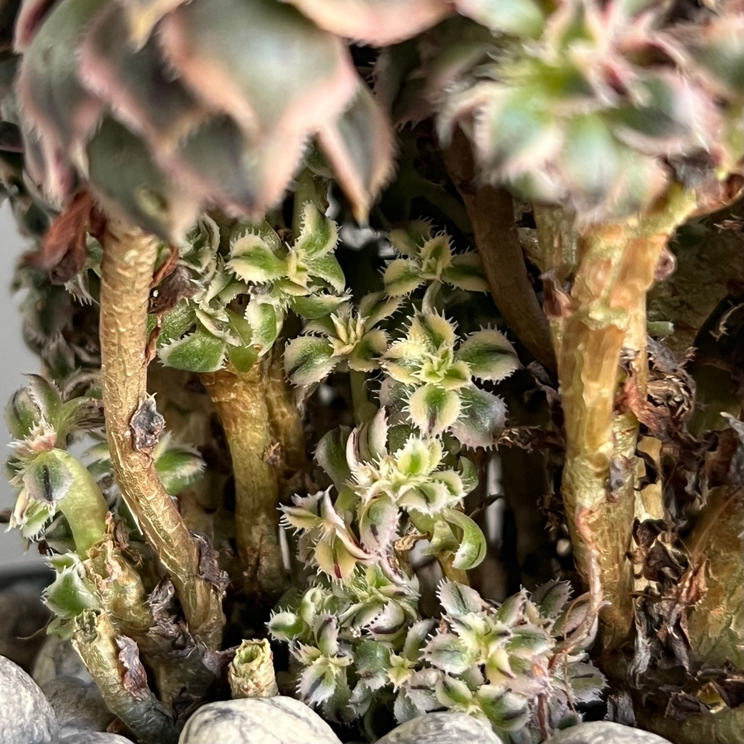アエオニウム “サンバースト” 綴化+YON-HACHI/Aeonium urbicum “Sunburst”