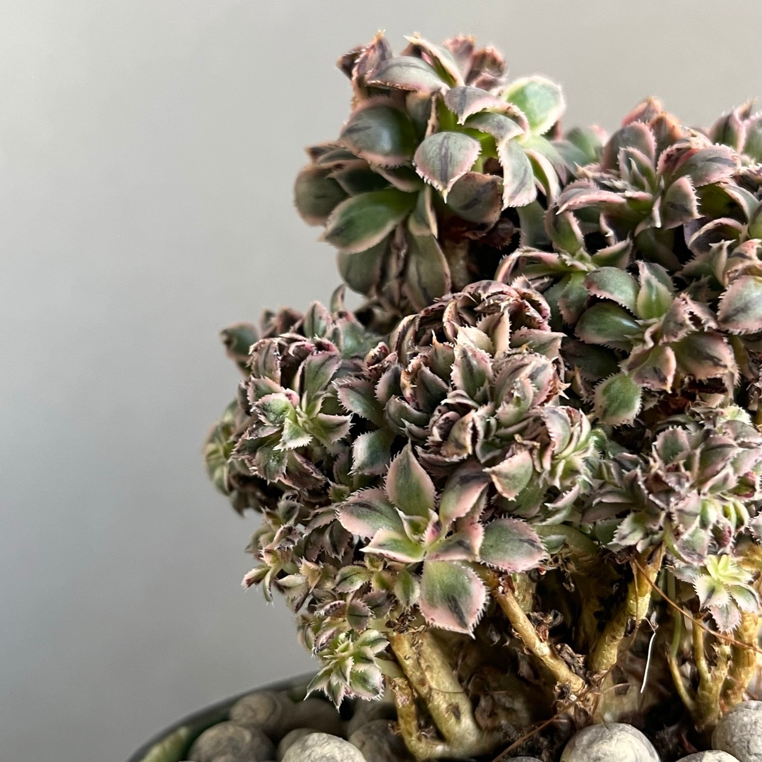 アエオニウム “サンバースト” 綴化+YON-HACHI/Aeonium urbicum “Sunburst”