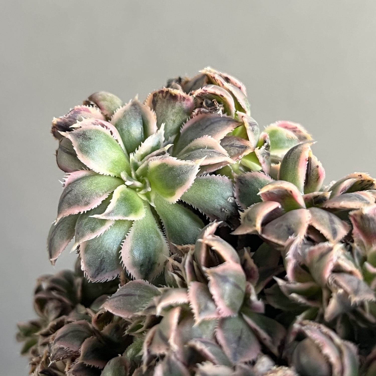 アエオニウム “サンバースト” 綴化+YON-HACHI/Aeonium urbicum “Sunburst”