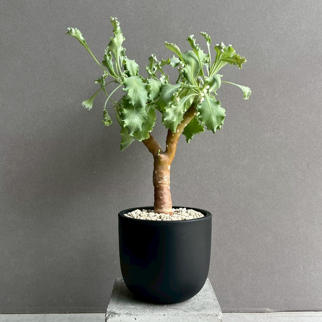 オトンナ クレムノフィラ 実生苗｜Othonna cremnophila 塊根植物