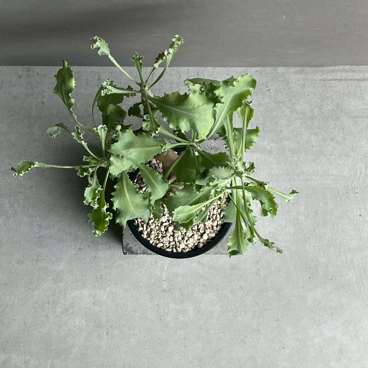 オトンナ クレムノフィラ 実生苗｜Othonna cremnophila 塊根植物