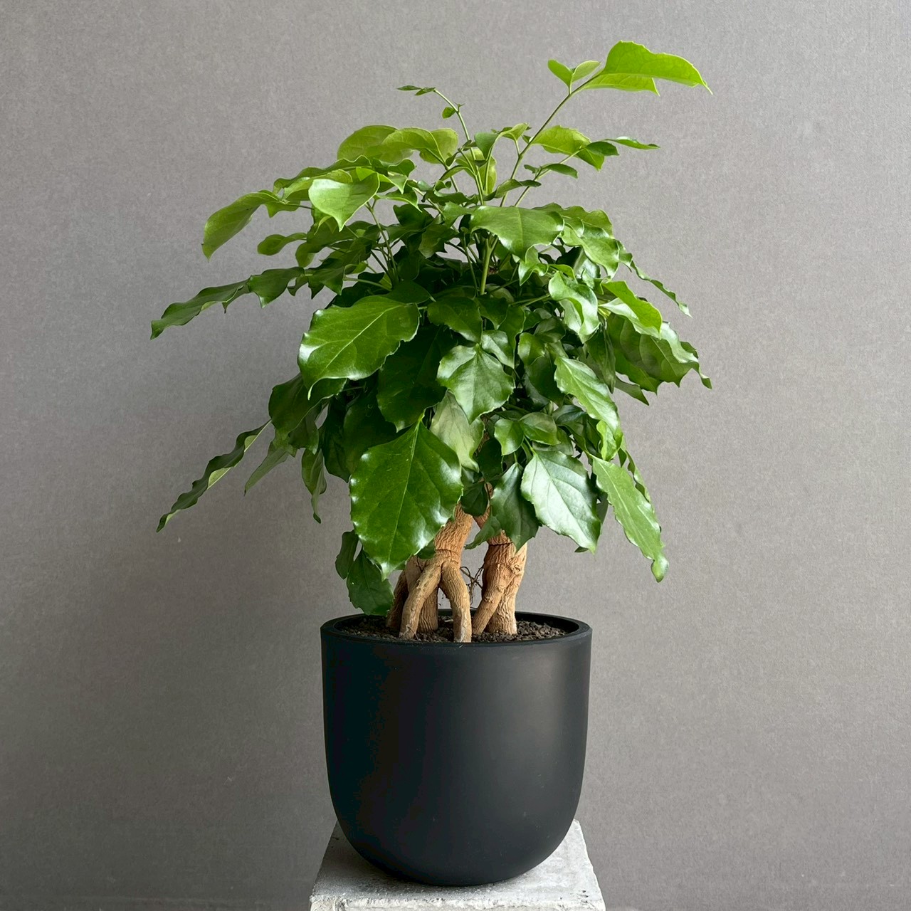 ヘテロパナックス フレグランス｜軽やかな葉姿が美しい観葉植物