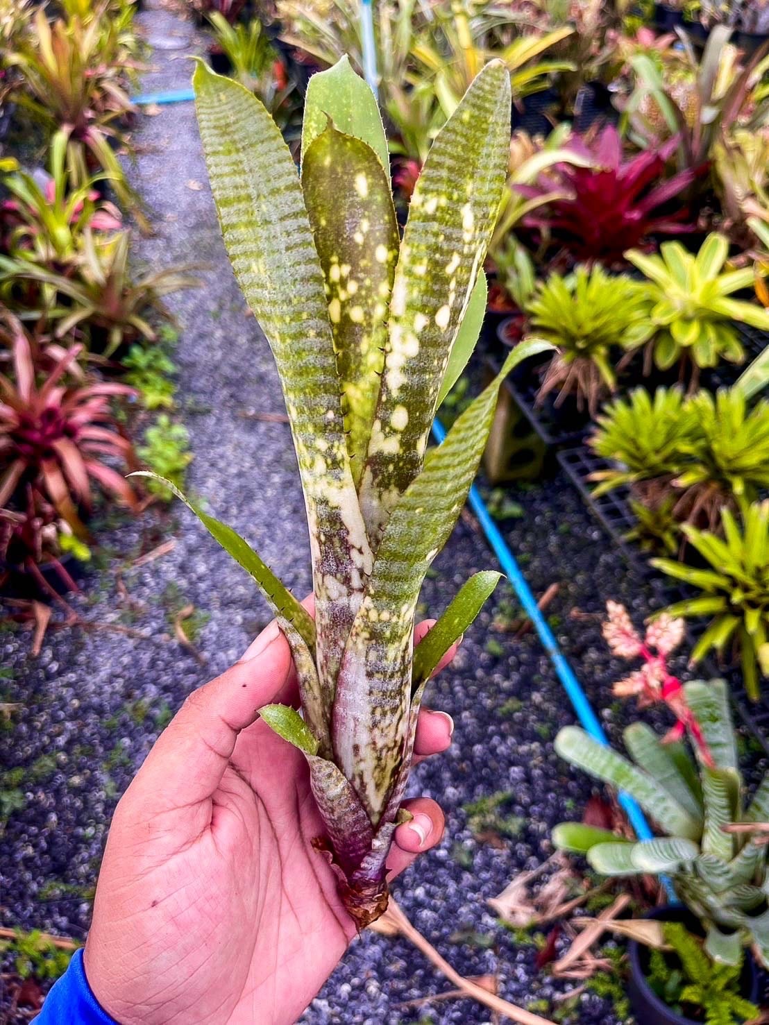 Billbergia 'Kolan Star Wars'｜ビルベルギアの一株｜SHOUCHIKU-EN