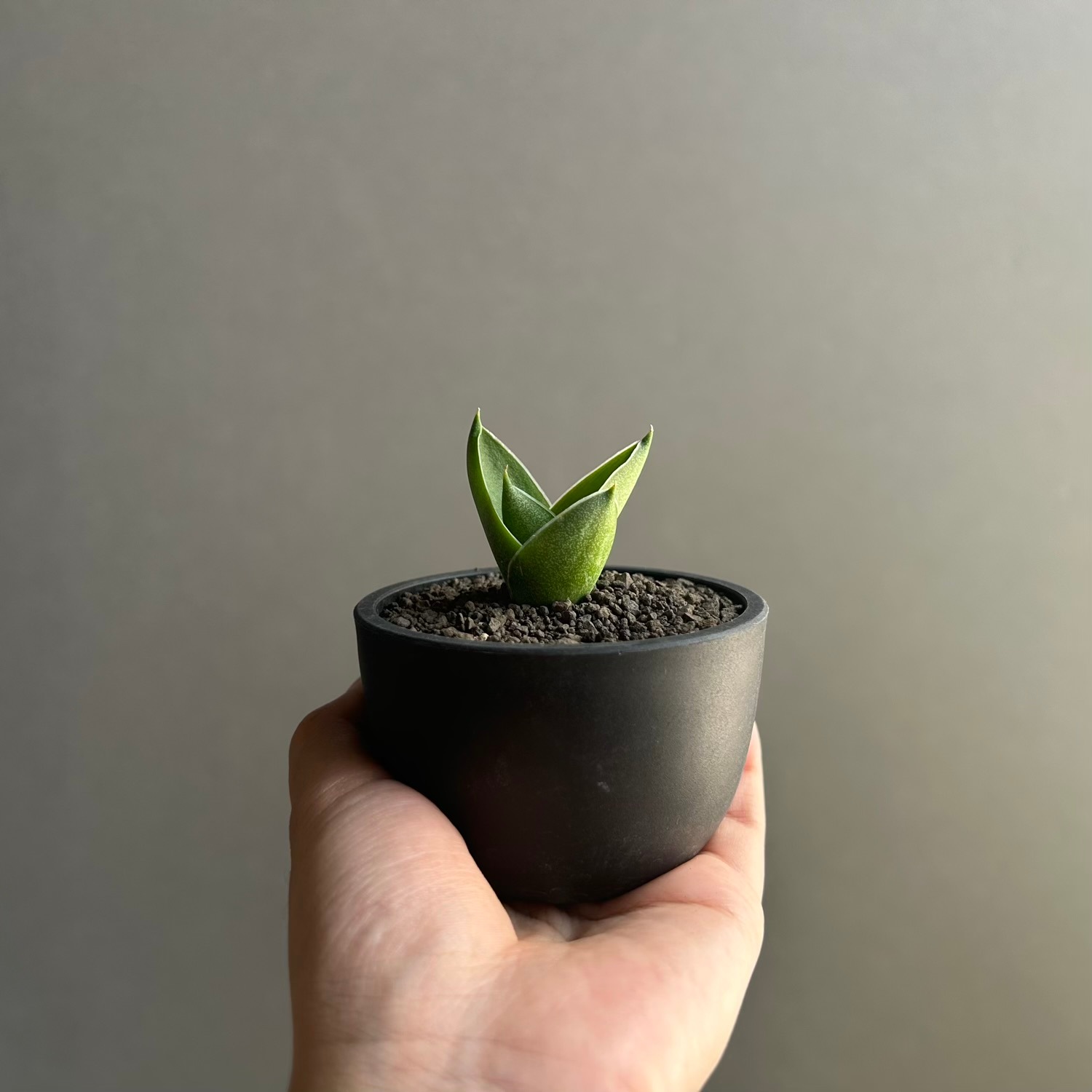 サンセベリア エスプレッソ｜Unyamanee Garden作出のタワータイプ品種