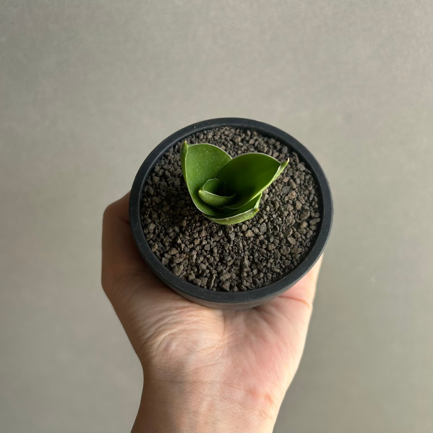 サンセベリア エスプレッソ｜Unyamanee Garden作出のタワータイプ品種
