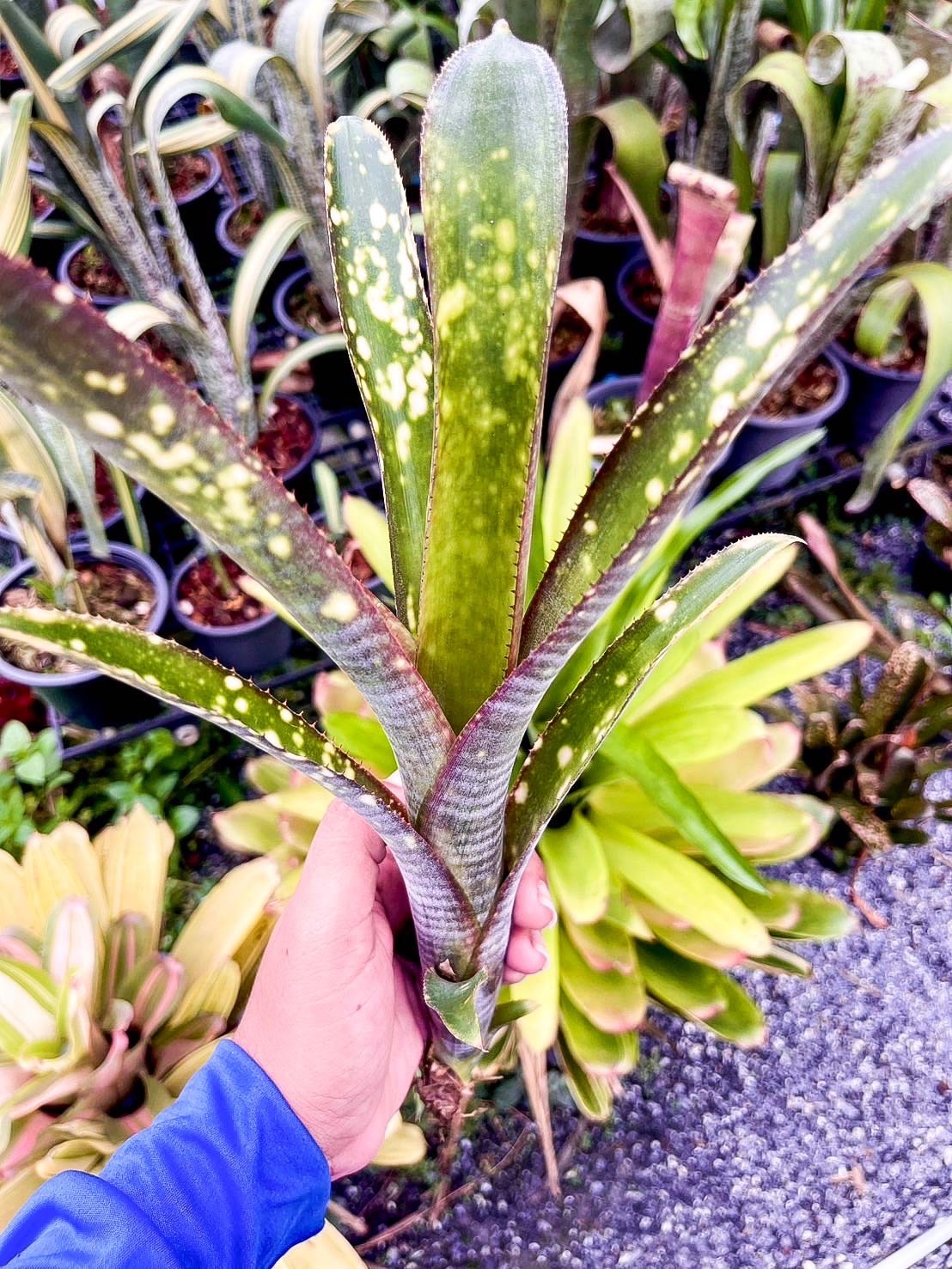 Billbergia 'Kolan Algives'｜ビルベルギアの一株｜SHOUCHIKU-EN