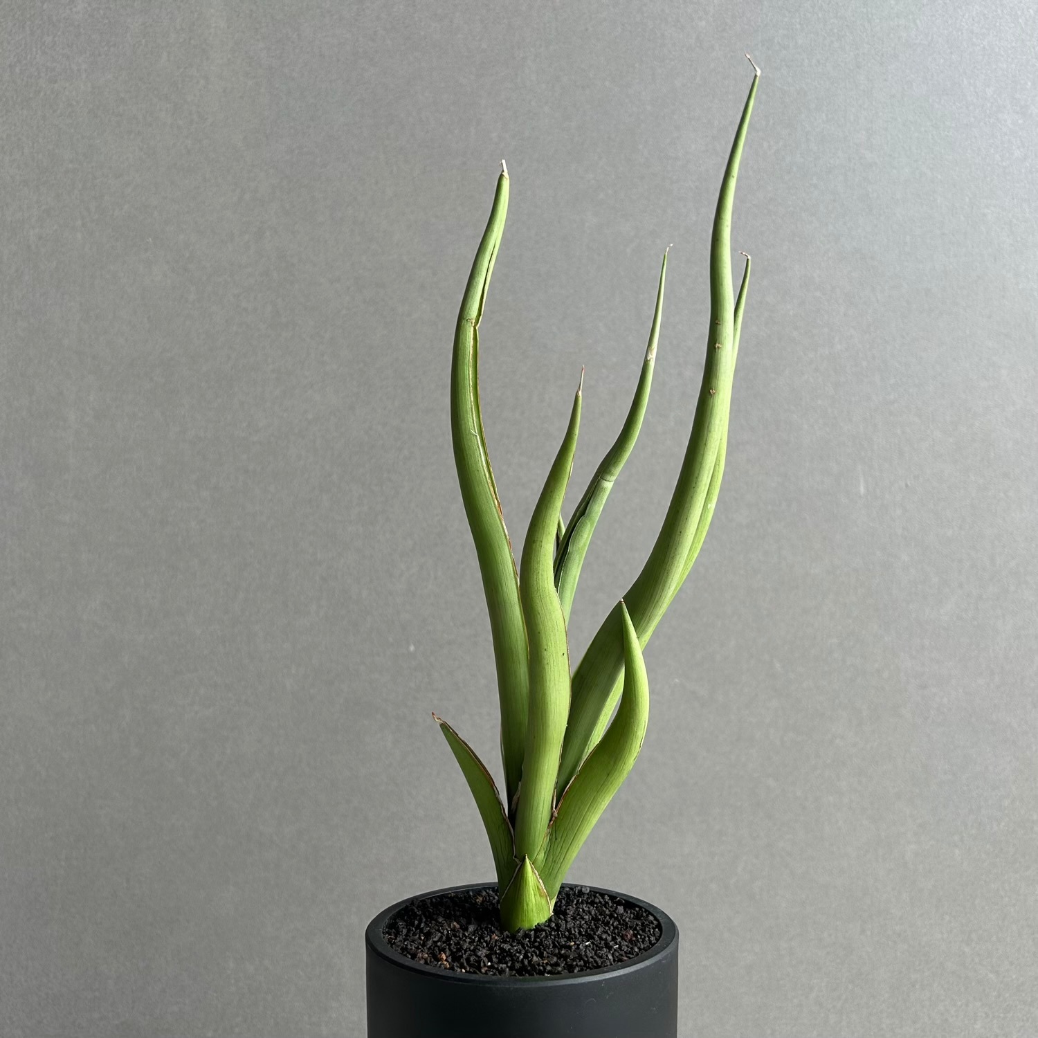 サンセベリア(サンスベリア) シルバー スパイラル Sansevieria Silver