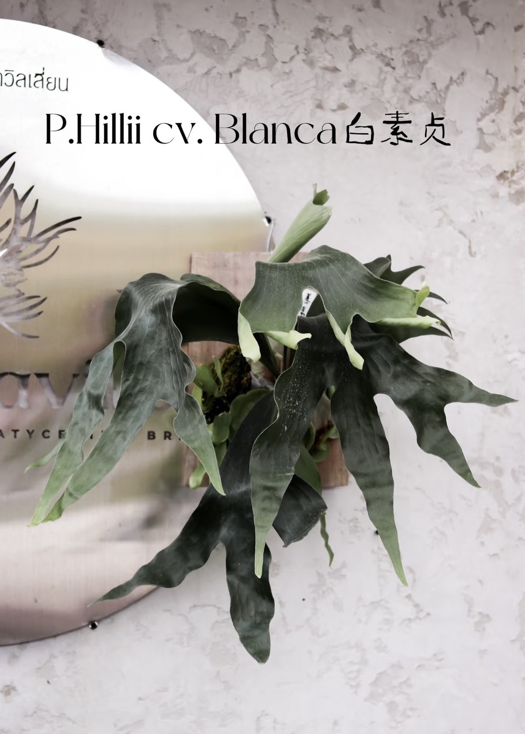 ビカクシダ ヒリー “ブランカ” （子株）｜CK Pavilion作出の希少ヒリー