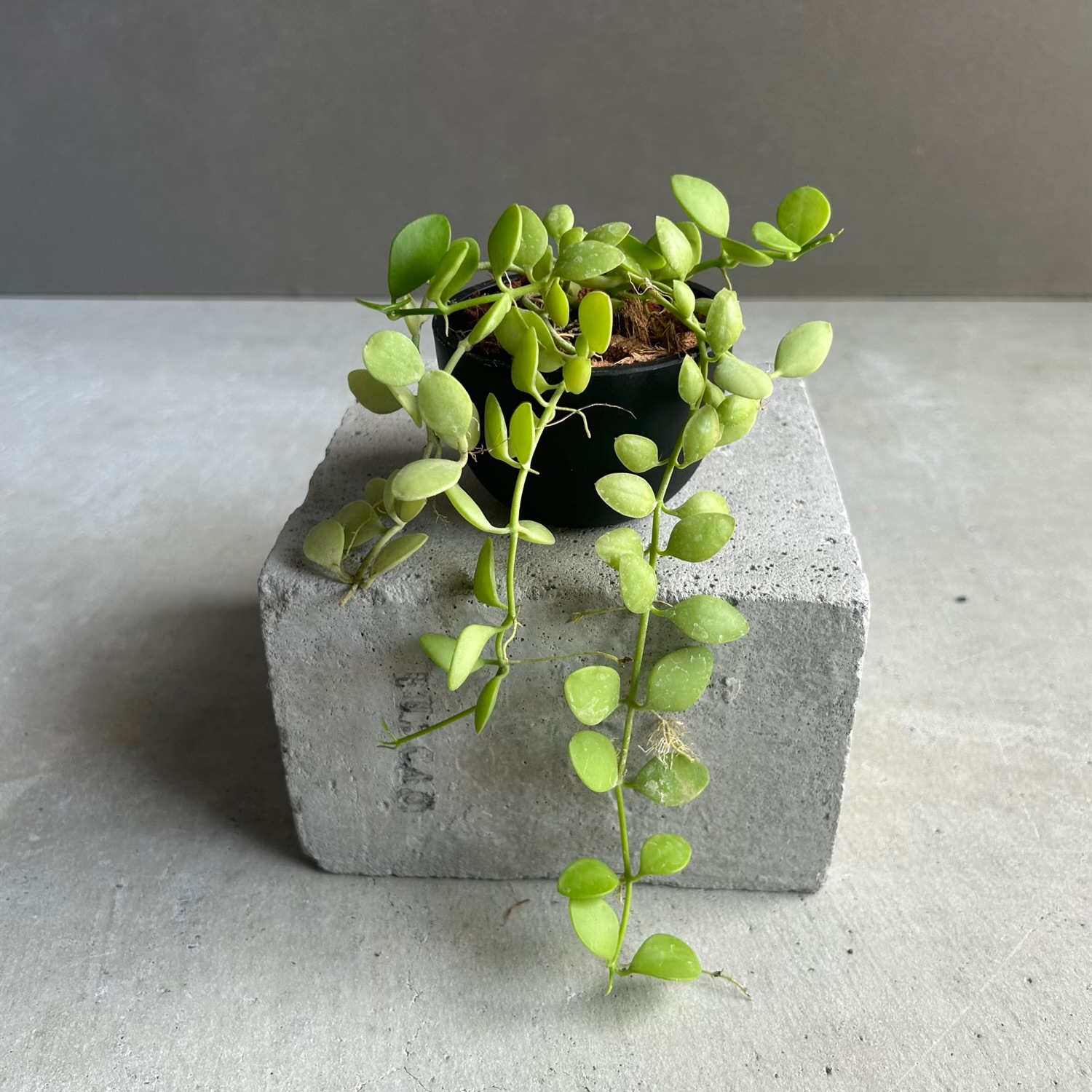 ディスキディア グリーン｜葉数が多くツルの長いハンギングプランツ