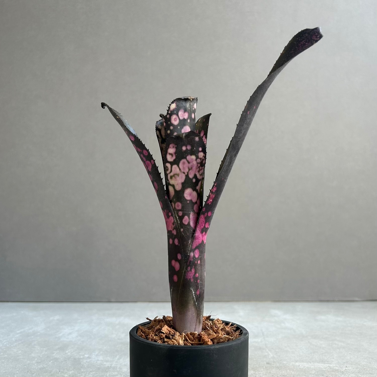 ビルベルギア トンプライ ブラックパンサー｜Billbergia Toneprai