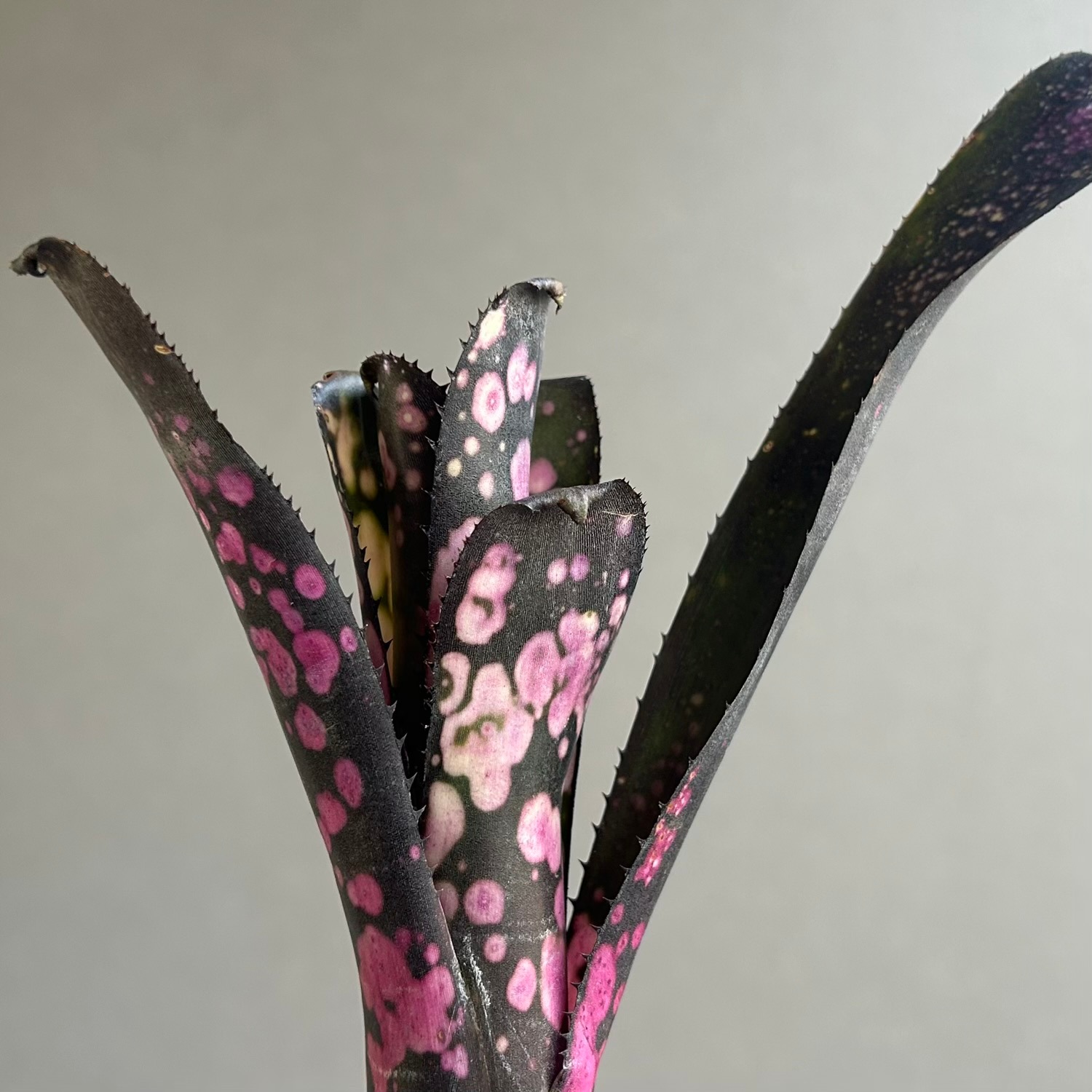 ビルベルギア トンプライ ブラックパンサー｜Billbergia Toneprai