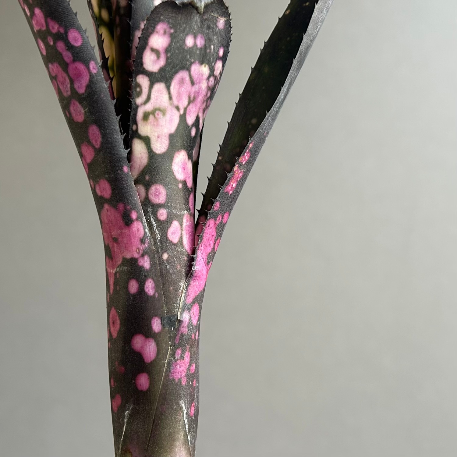 ビルベルギア トンプライ ブラックパンサー｜Billbergia Toneprai