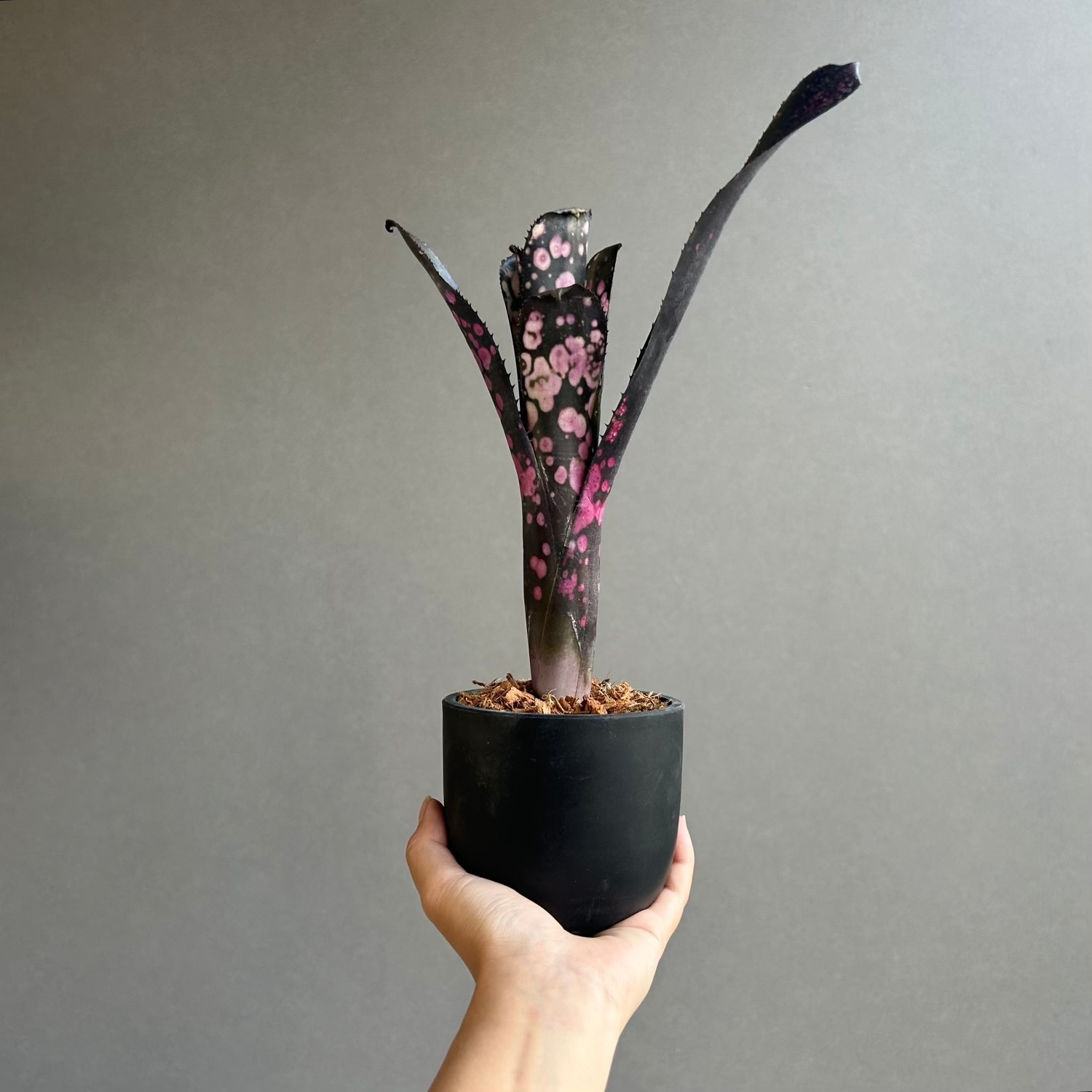 ビルベルギア トンプライ ブラックパンサー｜Billbergia Toneprai