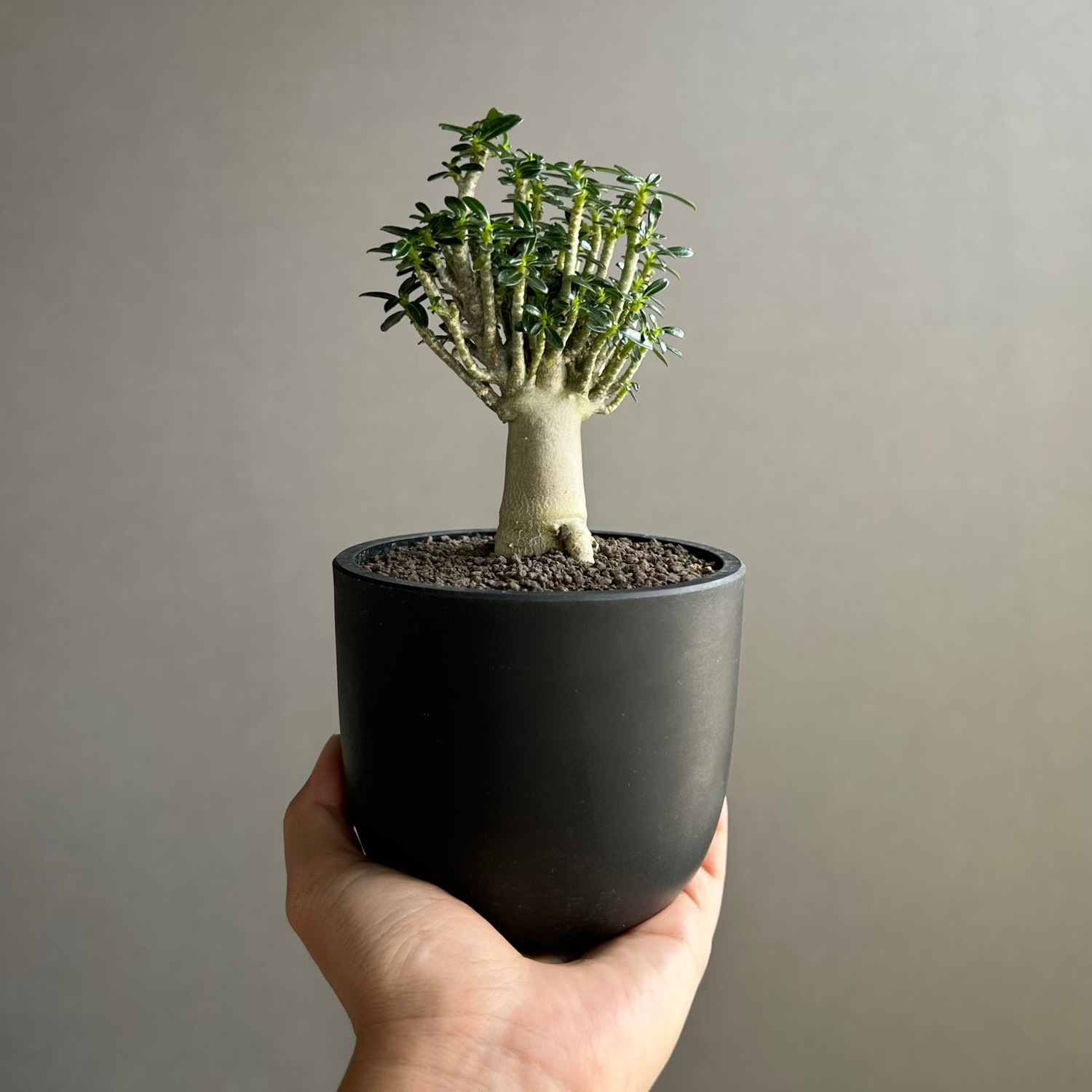 アデニウム オベスム 陶器鉢 付き アデニウム オベスム “スーパードワーフ”｜日本では希少な超コンパクト