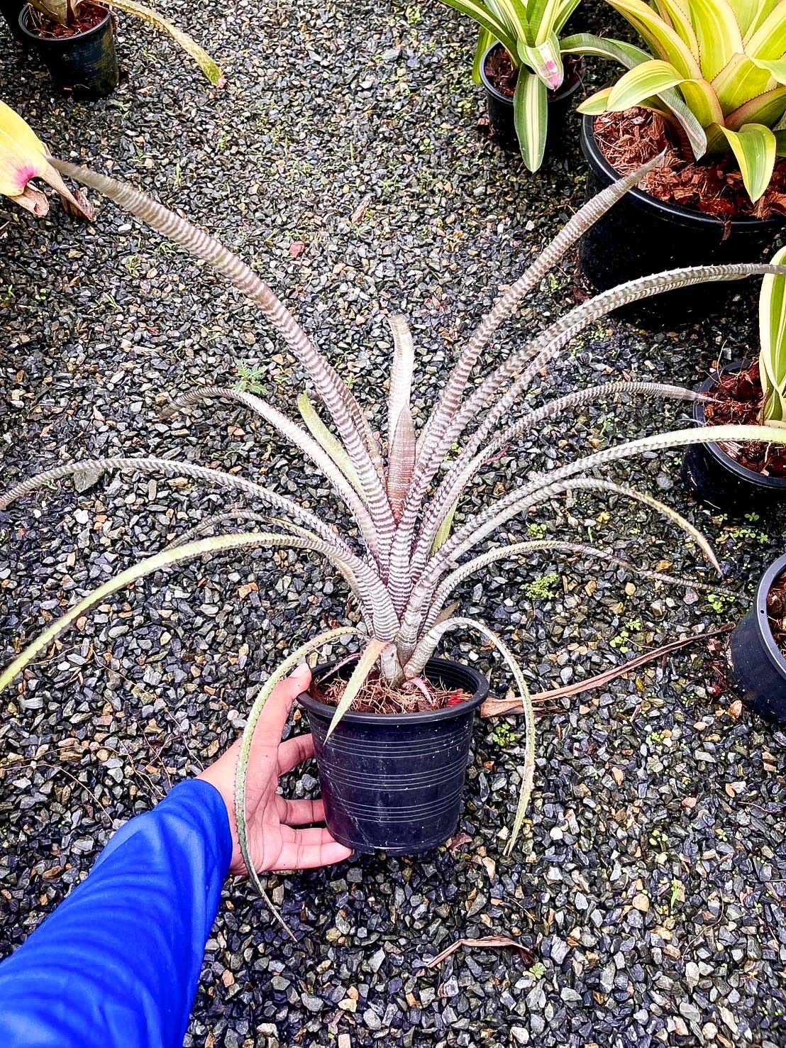 Aechmea phanerophlebia 'Rubra'｜エクメアの一株｜SHOUCHIKU-EN