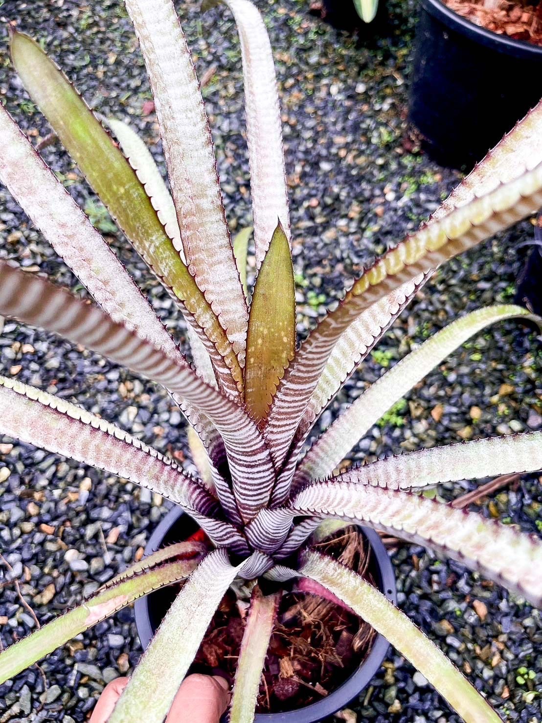 Aechmea phanerophlebia 'Rubra'｜エクメアの一株｜SHOUCHIKU-EN
