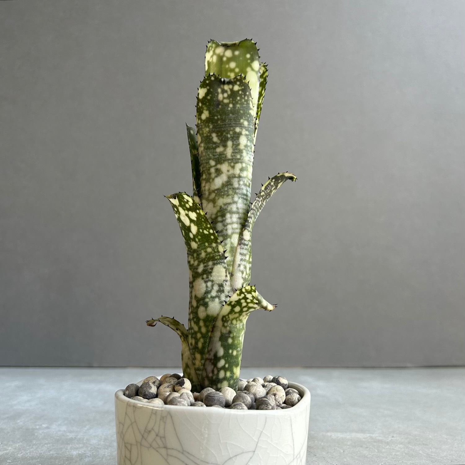 ビルベルギア ライムストーン｜Billbergia Limestone｜YON-HACHI 罅