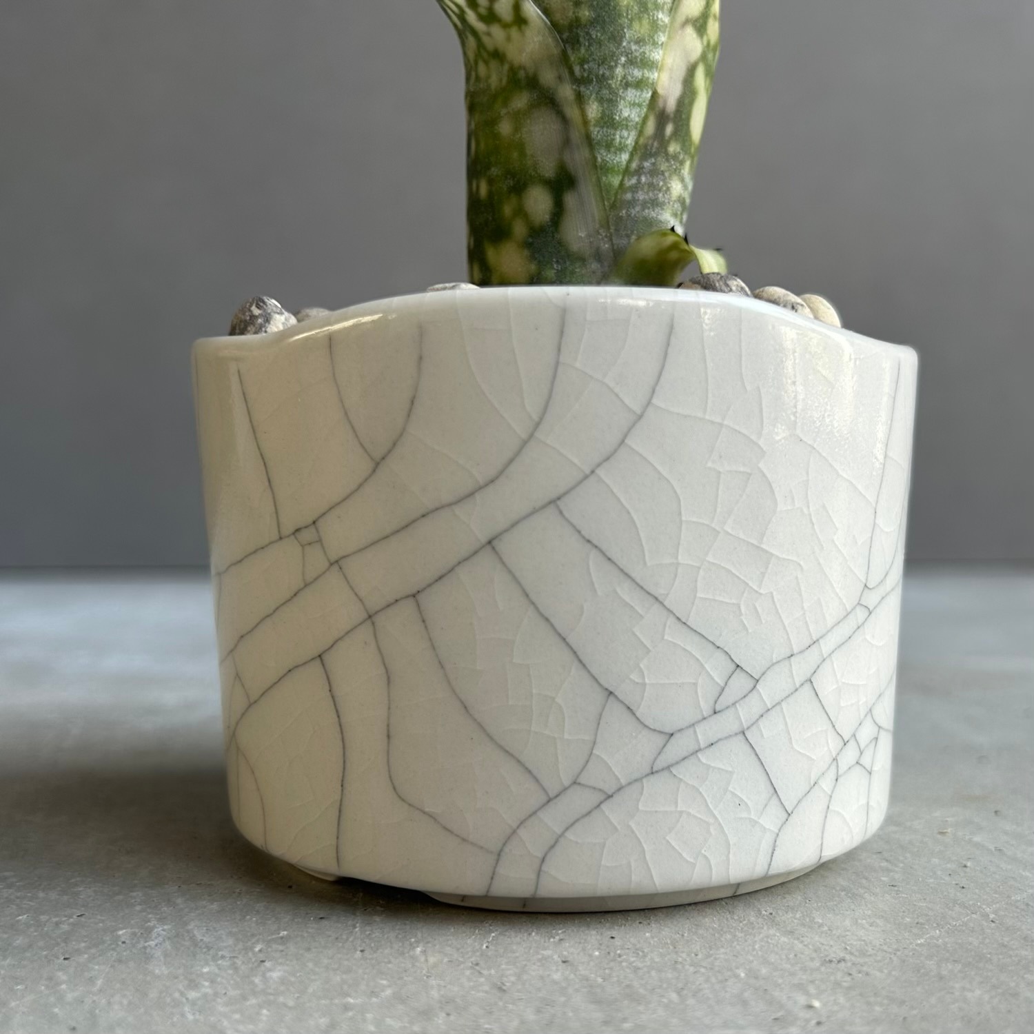 ビルベルギア ライムストーン｜Billbergia Limestone｜YON-HACHI 罅