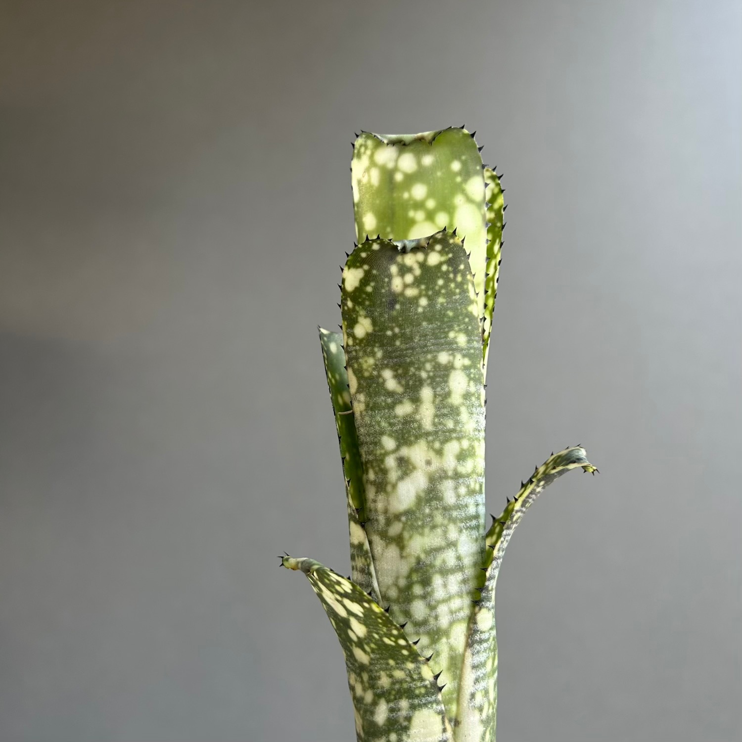 ビルベルギア ライムストーン｜Billbergia Limestone｜YON-HACHI 罅