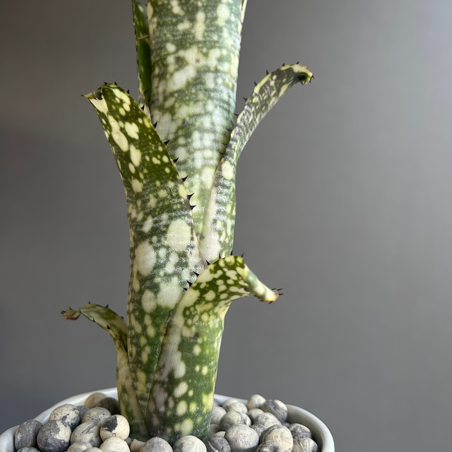 ビルベルギア ライムストーン｜Billbergia Limestone｜YON-HACHI 罅
