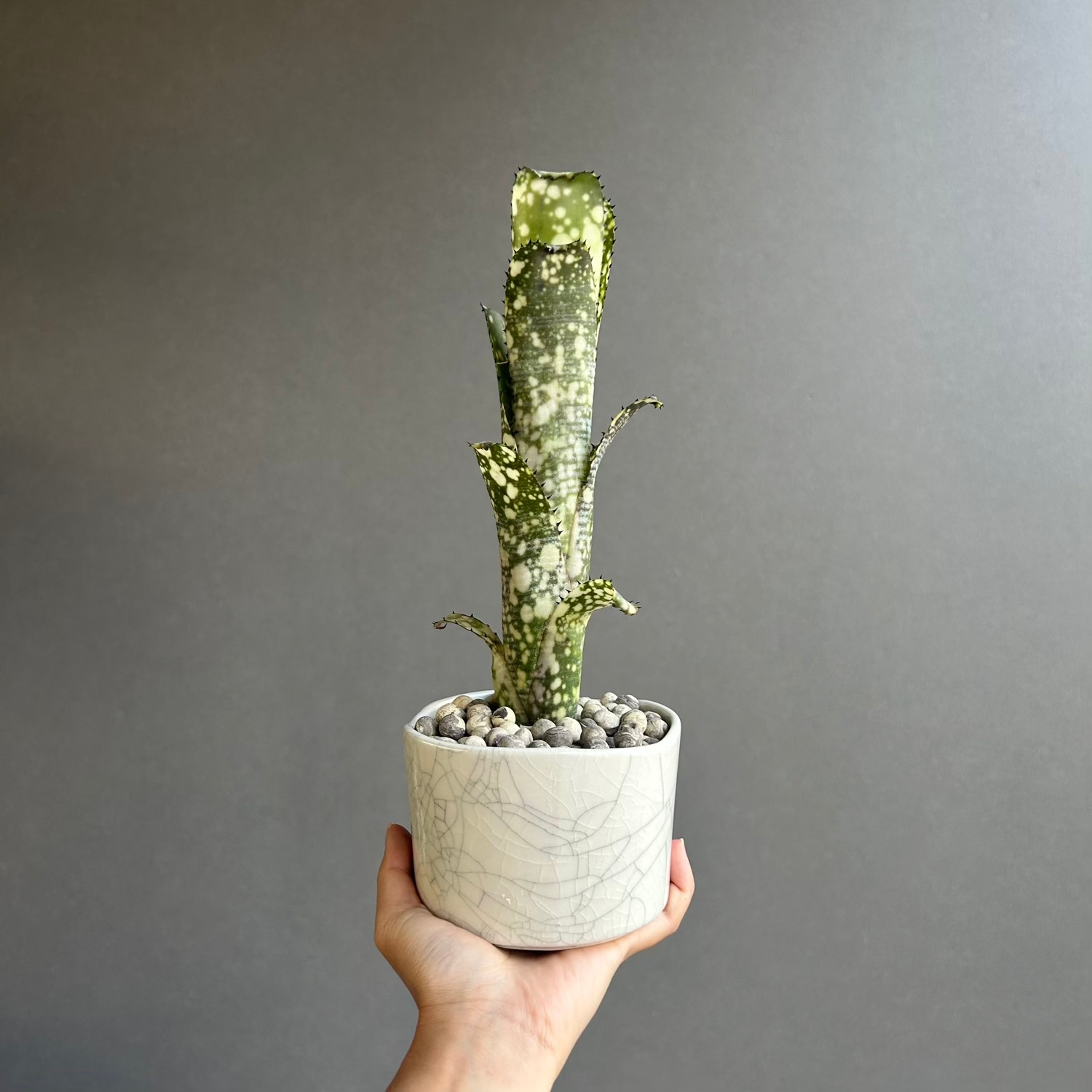 ビルベルギア ライムストーン｜Billbergia Limestone｜YON-HACHI 罅