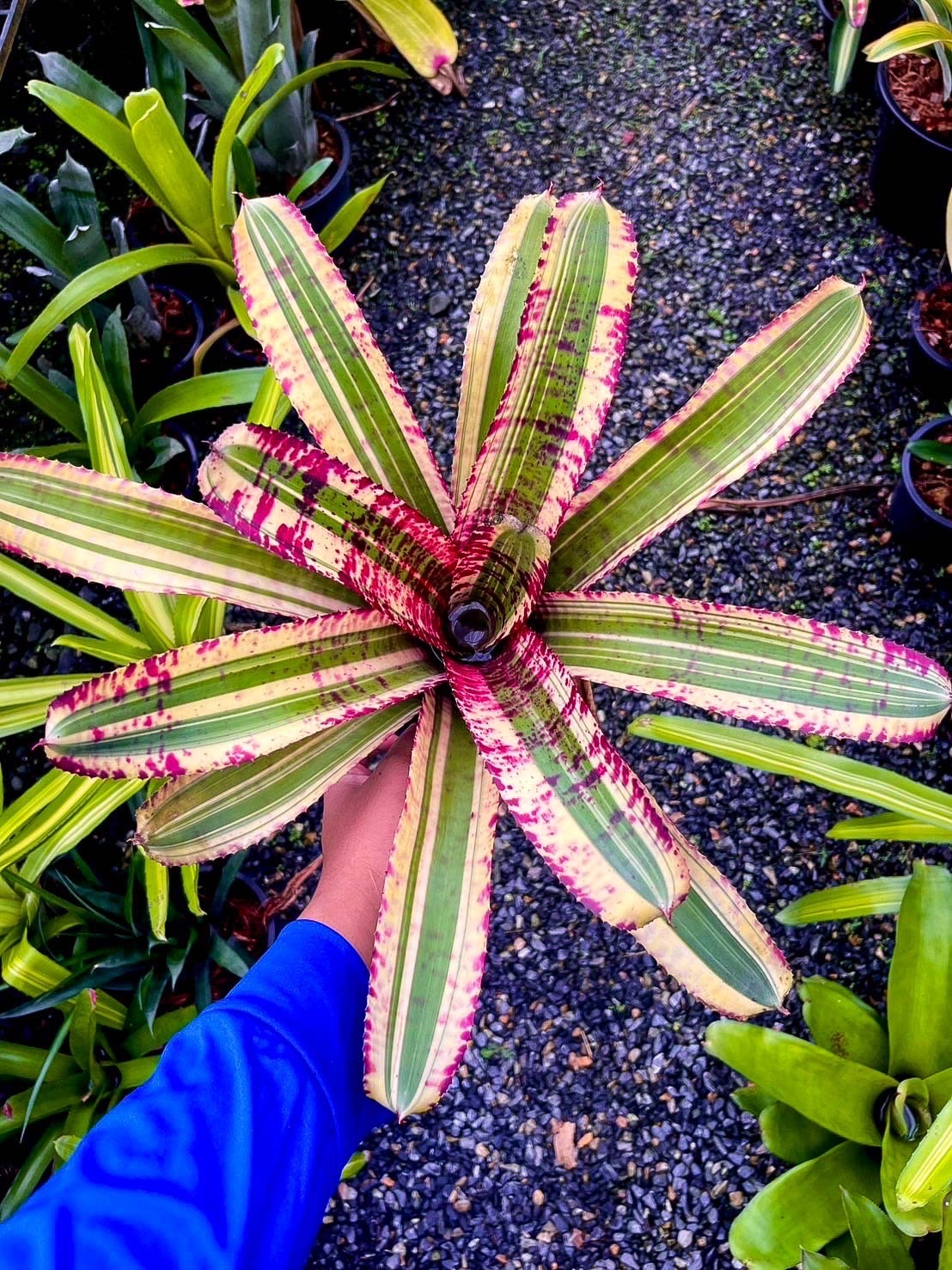 Neoregelia 'Black Opal'｜ネオレゲリアの一株｜SHOUCHIKU-EN